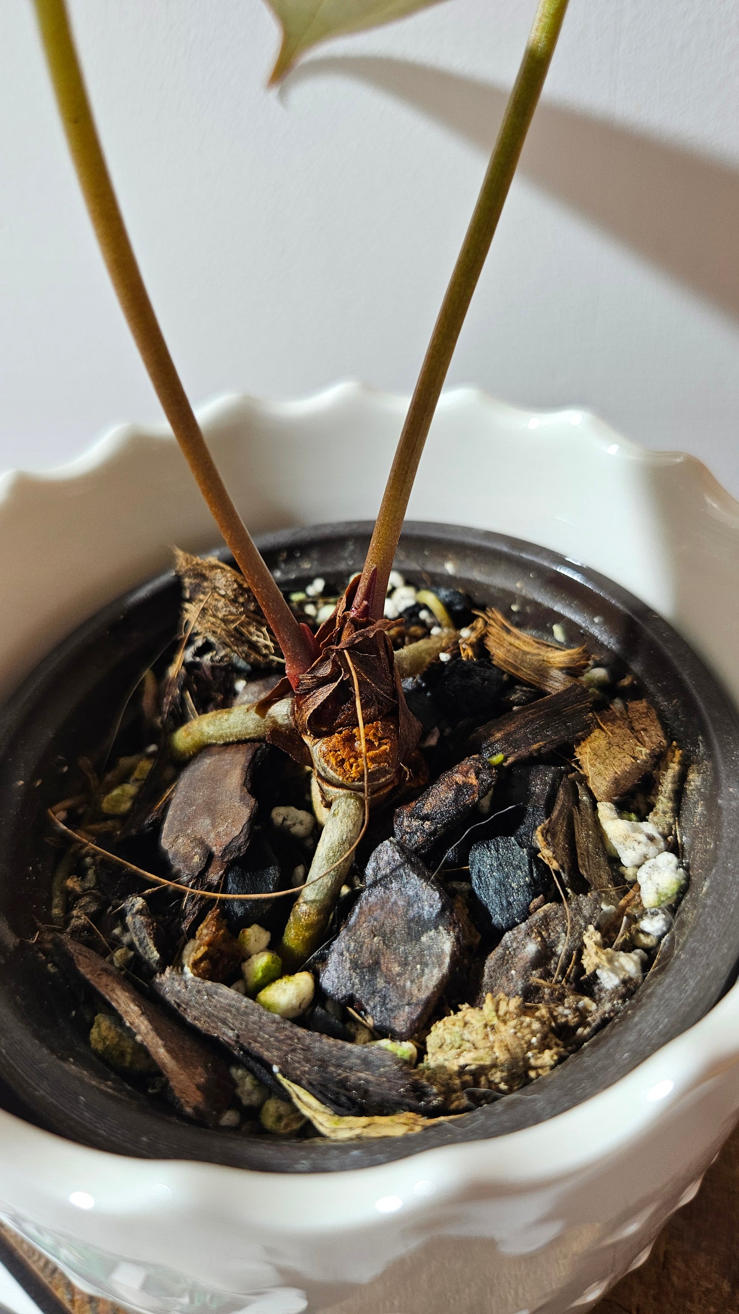 Anthurium Blue Papillilaminum x Papillilaminum Xone "format MOYEN" (ANT-518)