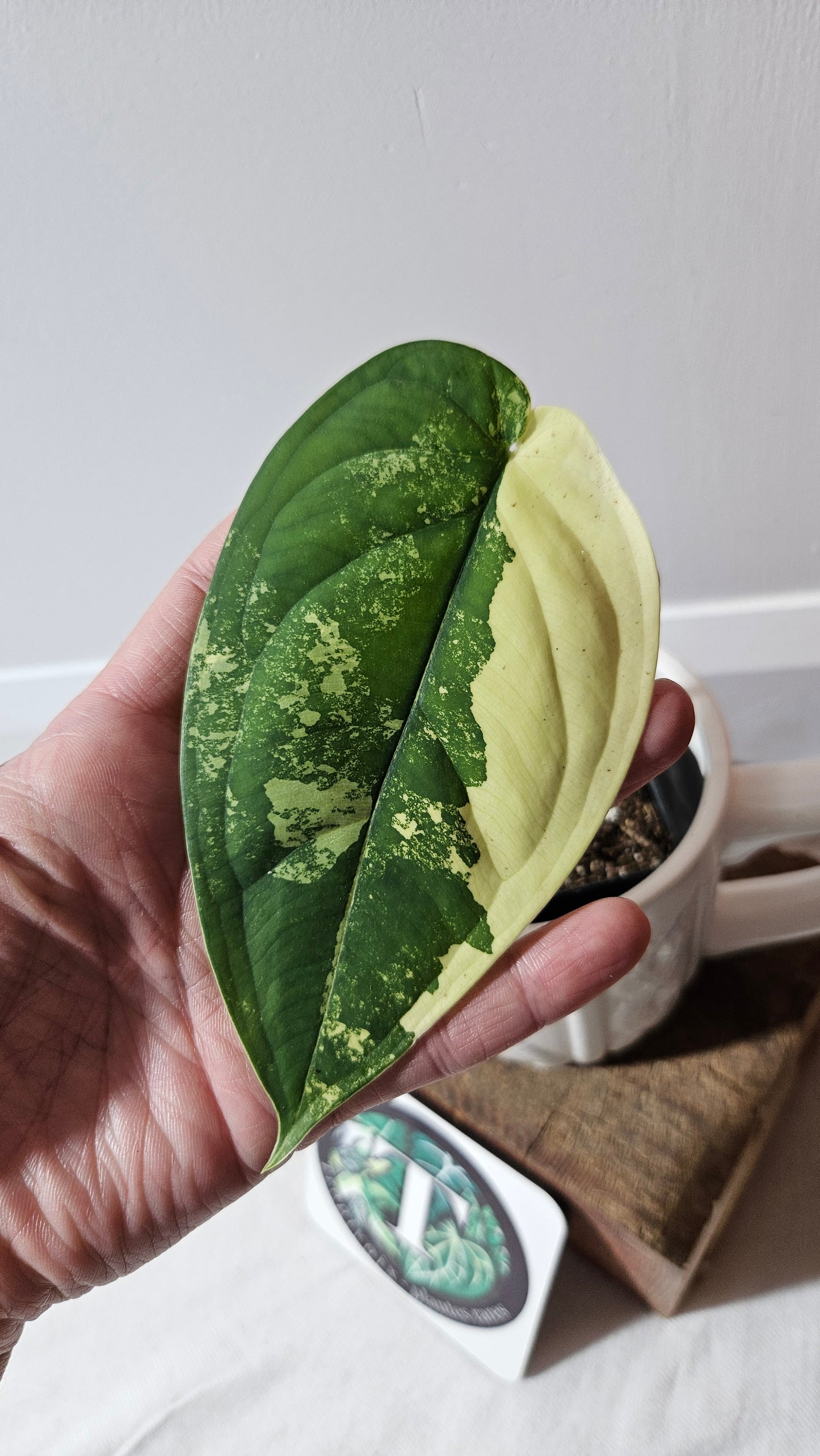 Syngonium Chiapense Albo (SYN-464)