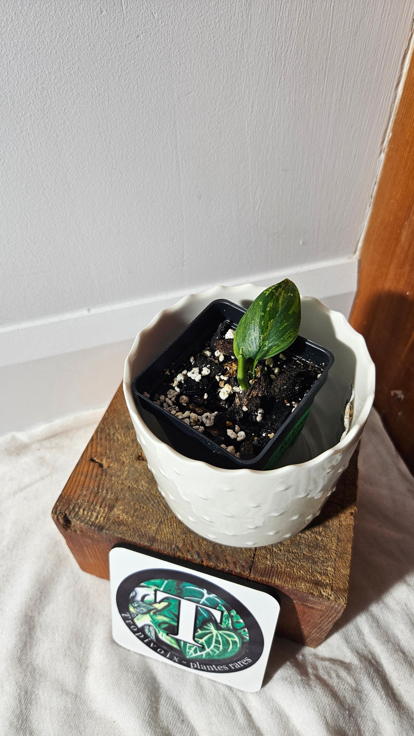 Scindapsus Rubicon (SCI-908)