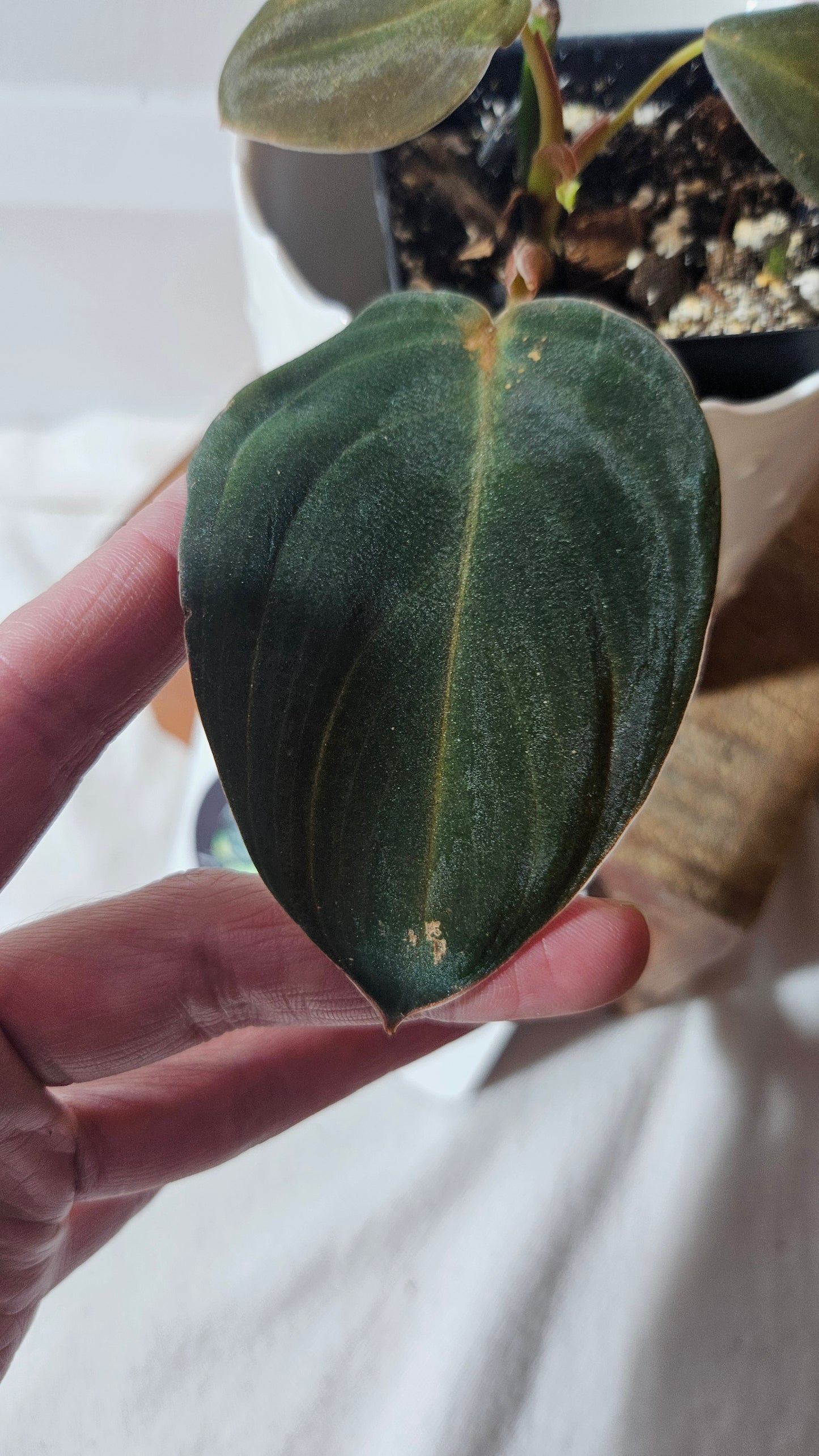 Philodendron Gigas (PHI-776)