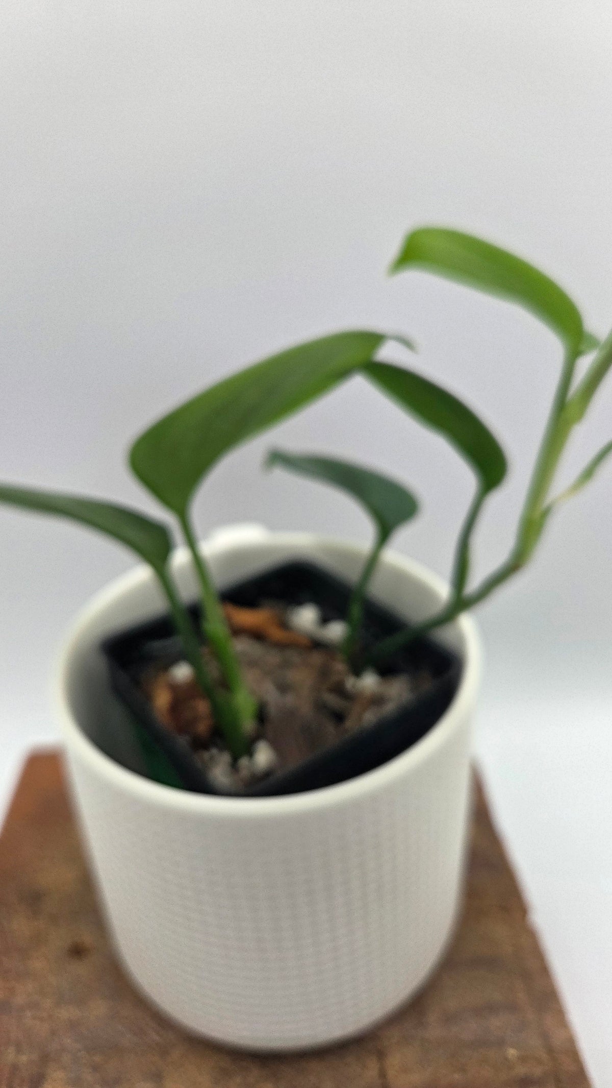 Scindapsus Hederaceus Blue (SCI-1516)