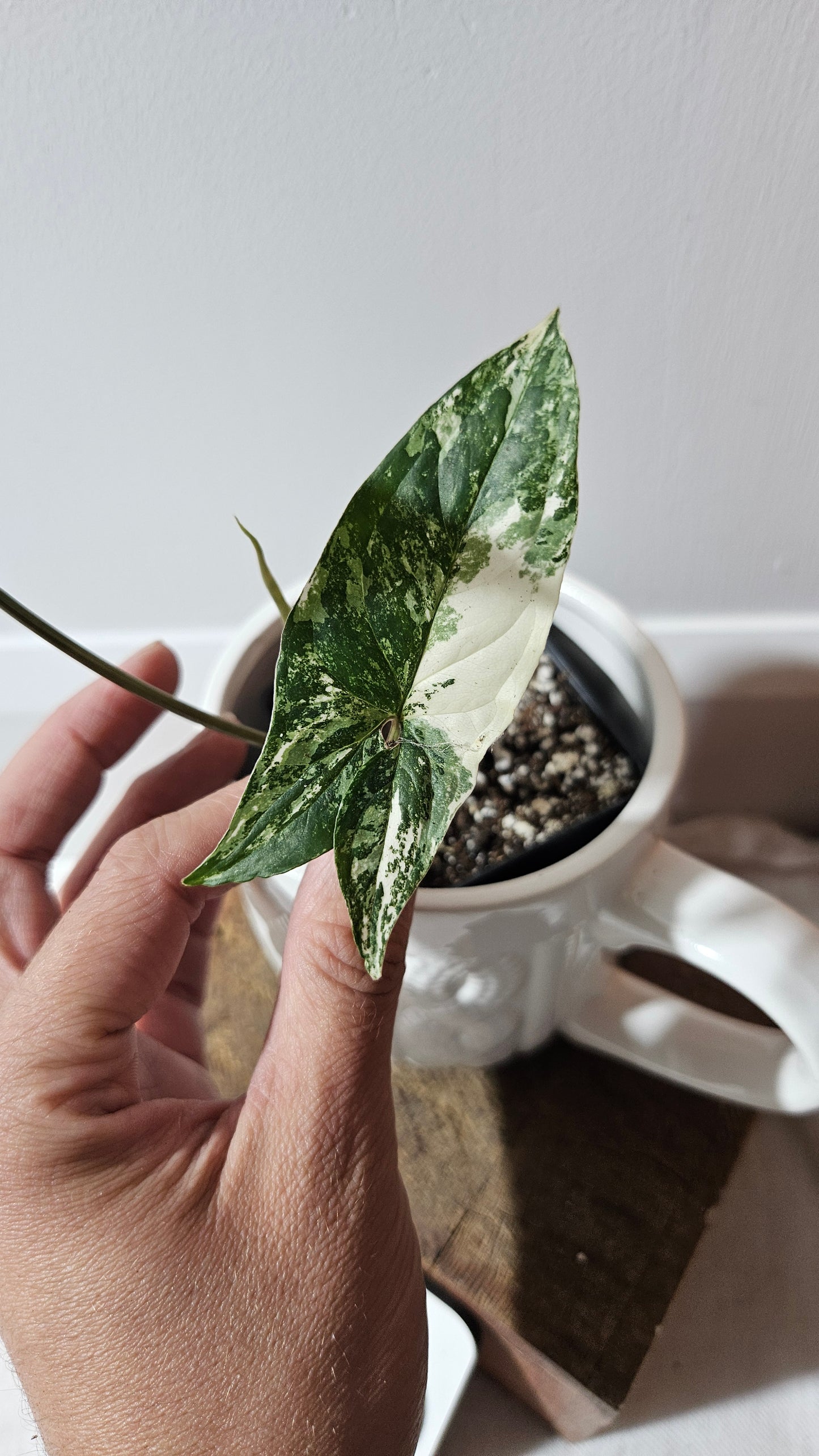 Syngonium Albo (SYN-474)