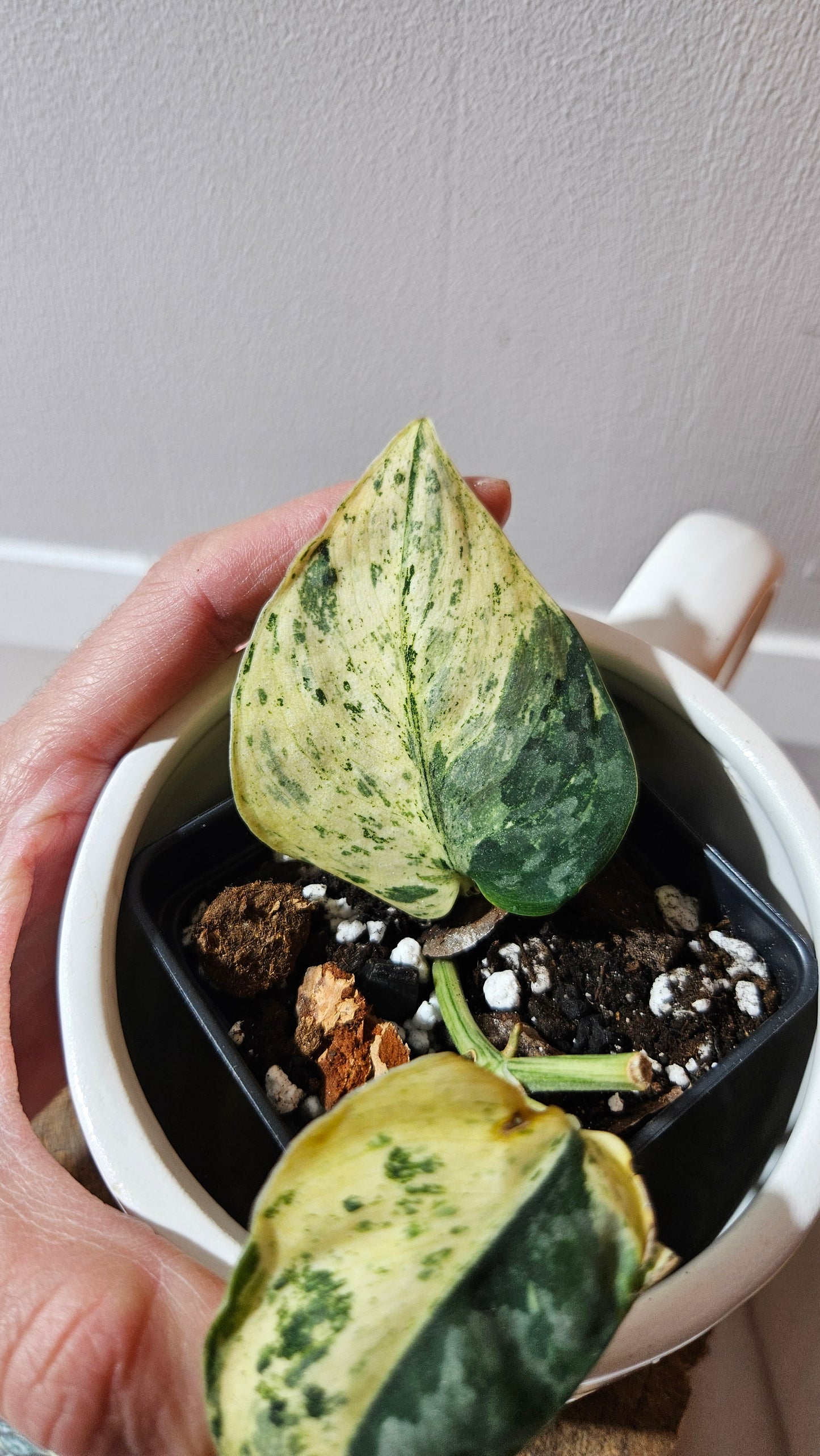 Scindapsus Silver Cloud mutation (SCI-1088)