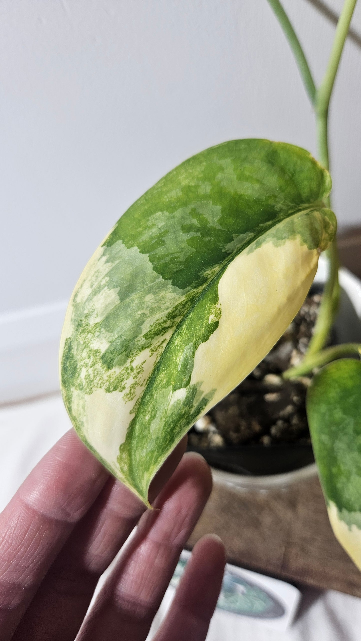 Scindapsus Swarnabhumi (SCI-958)