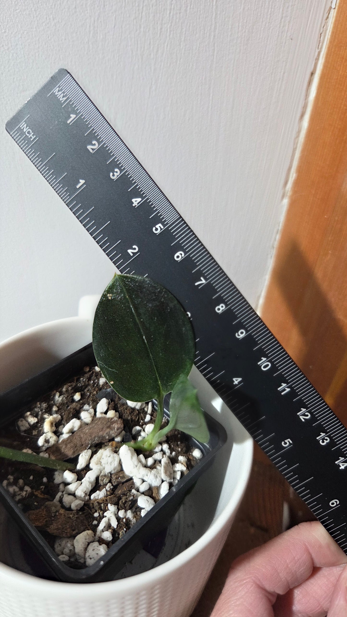 Scindapsus Treubii Dark Form (SCI-1363)