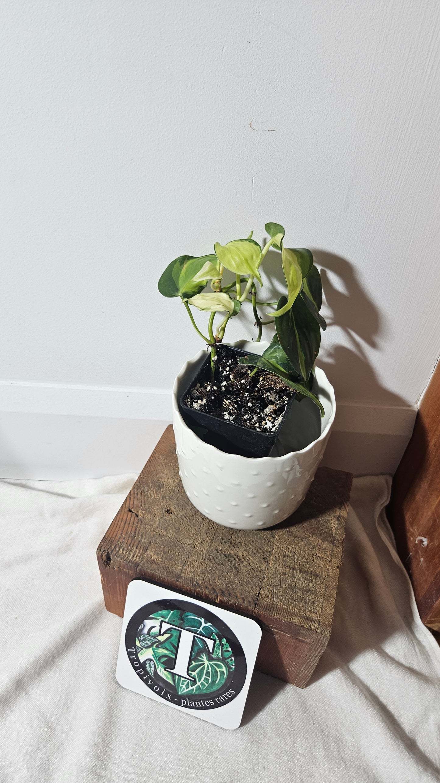 Philodendron Hederaceum Cream Splash (PHI-730)