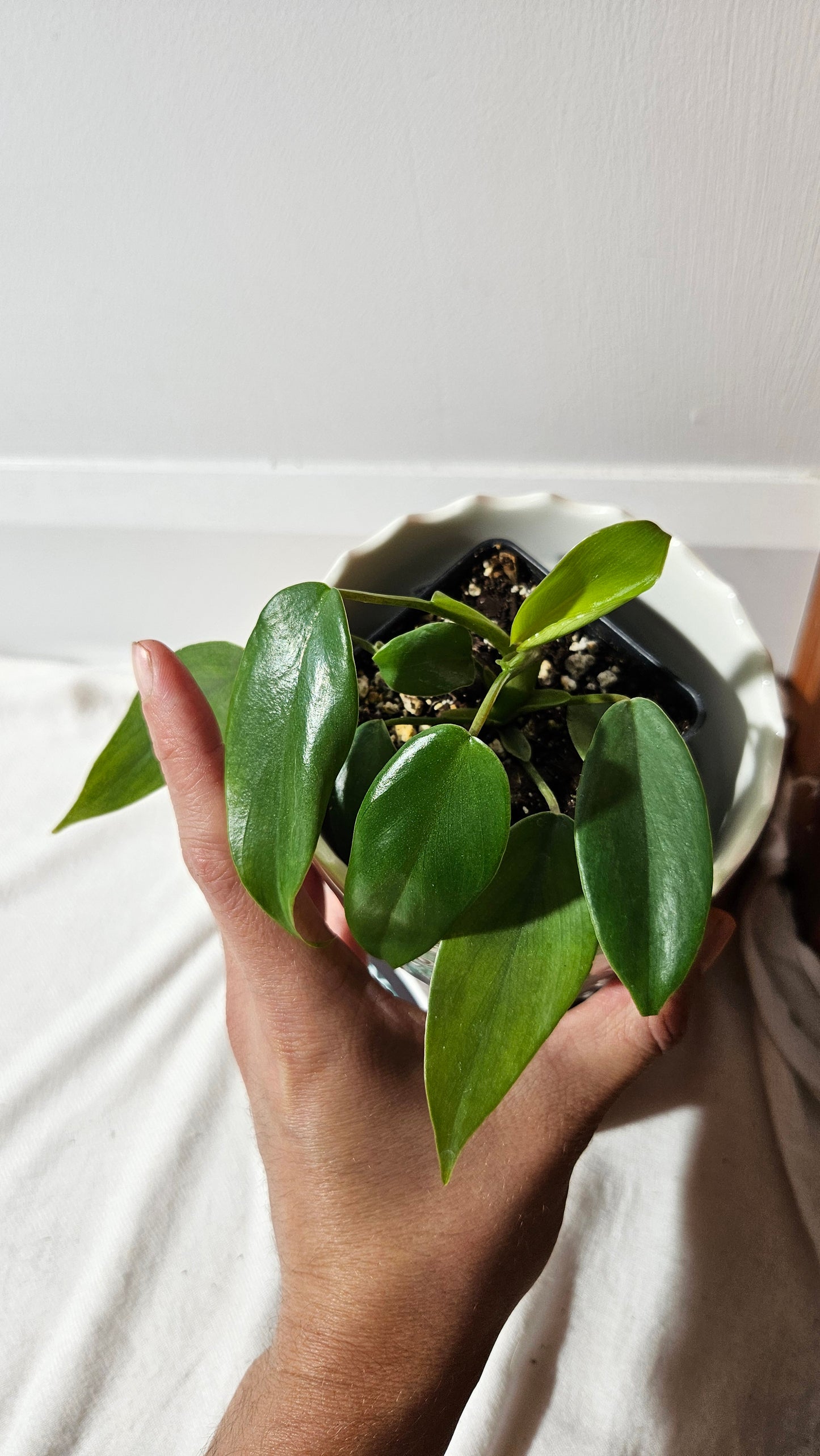 Philodendron Mayoi (PHI-855)