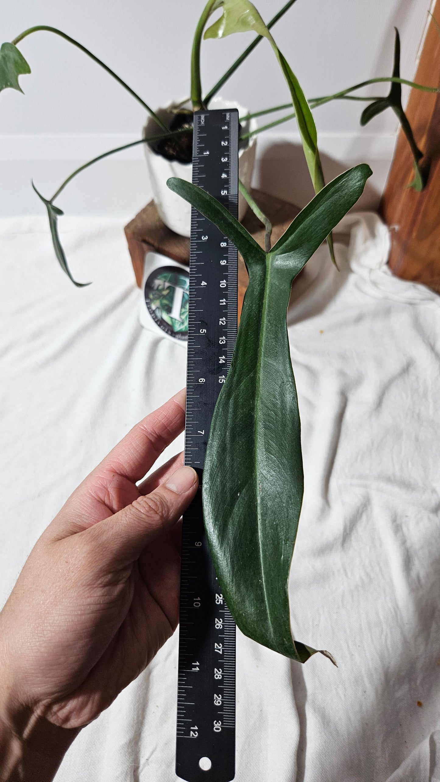 Philodendron Longilobatum (PHI-376)