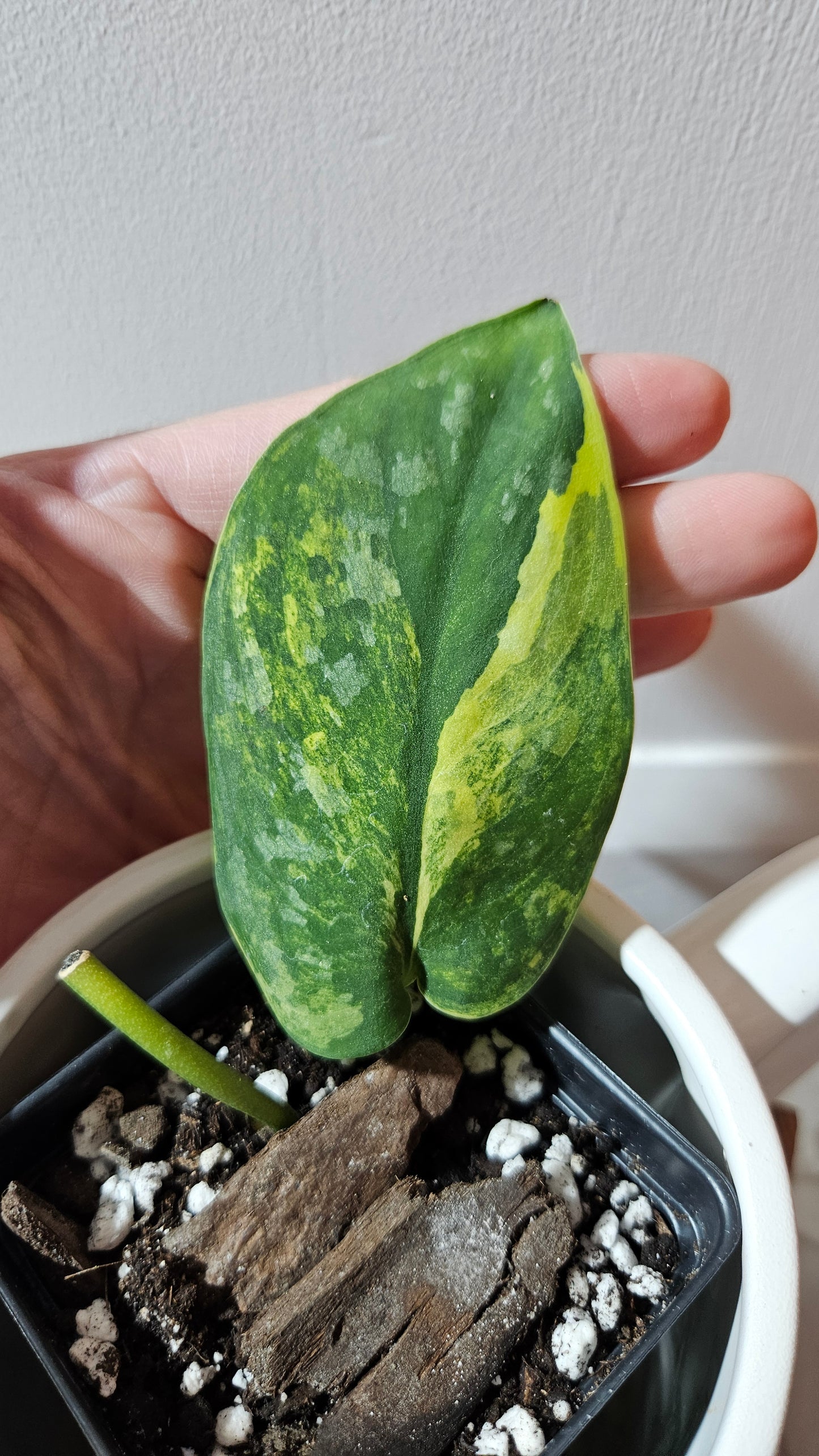 Scindapsus Swarnabhumi (SCI-1081)