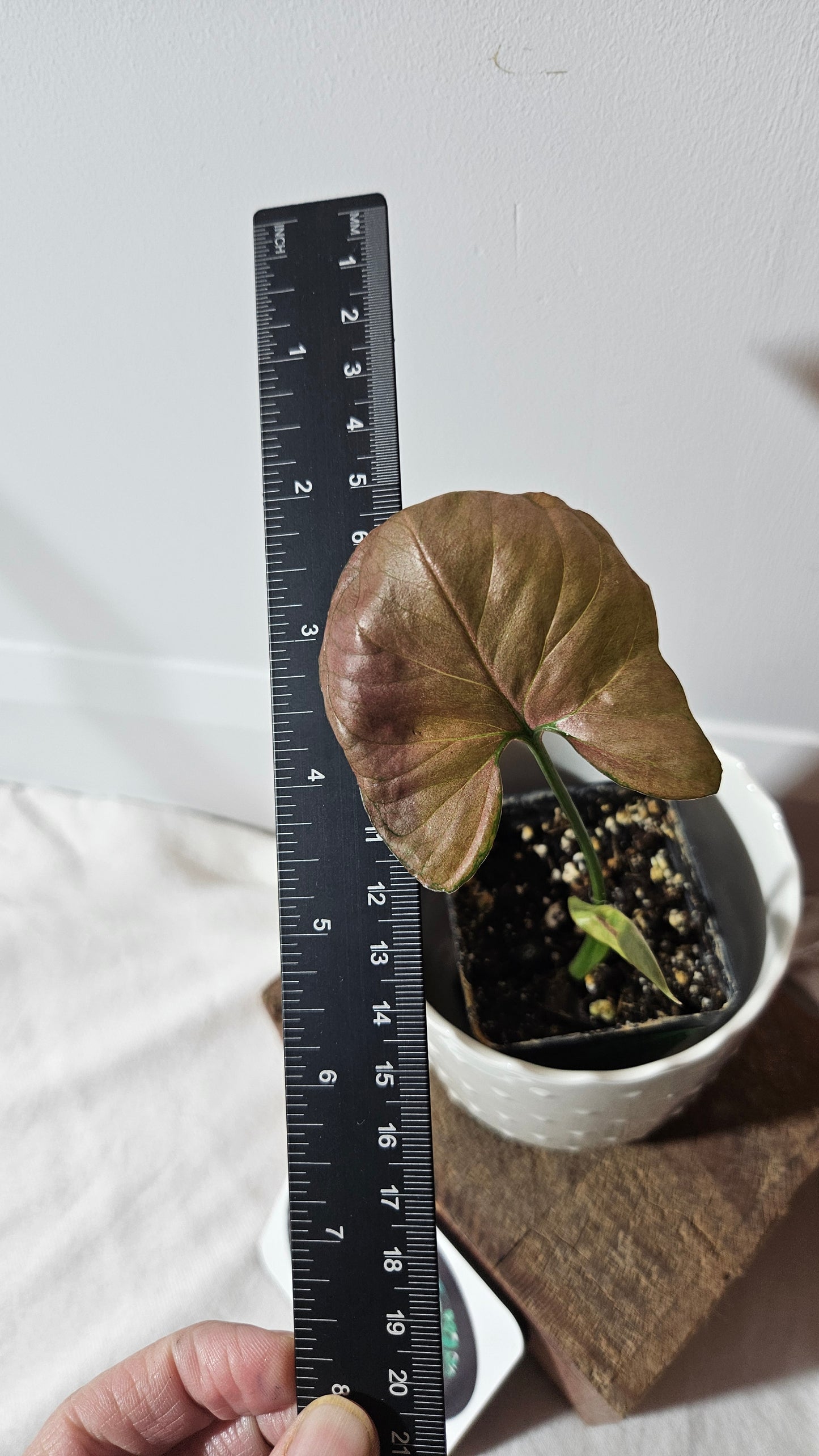 Syngonium Orm Nak Red (SYN-192)