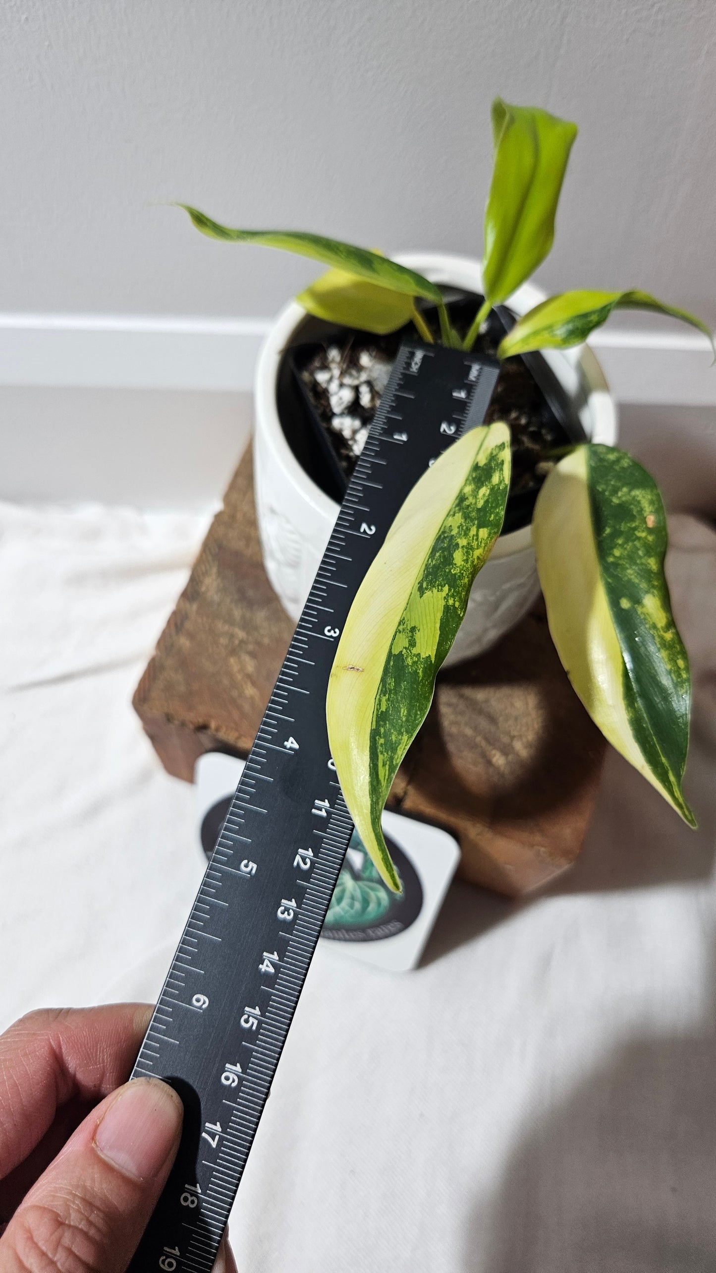 Philodendron Domesticum Variegata (PHI-911)