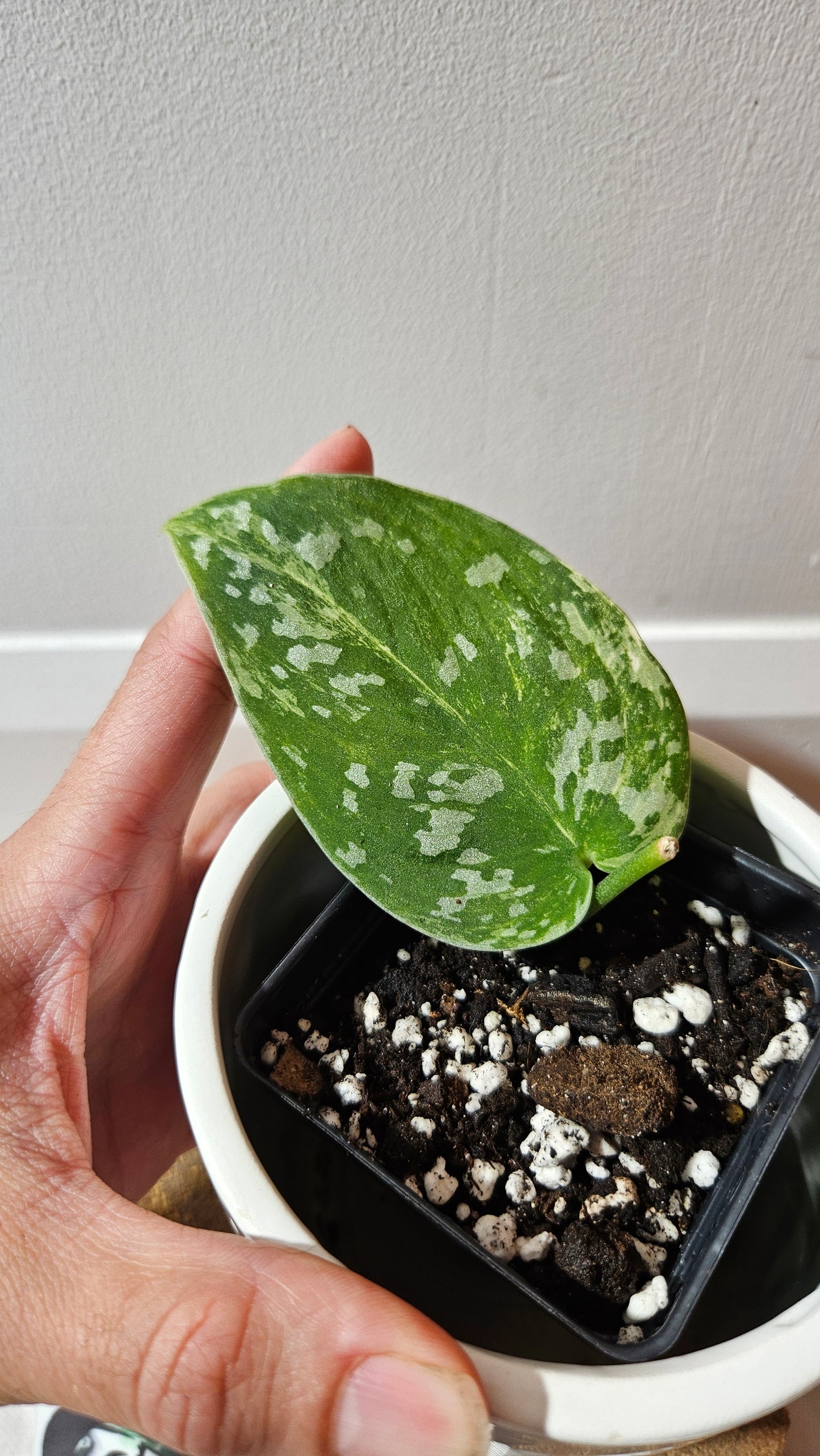 Scindapsus Argyraeus Marble (SCI-1165)