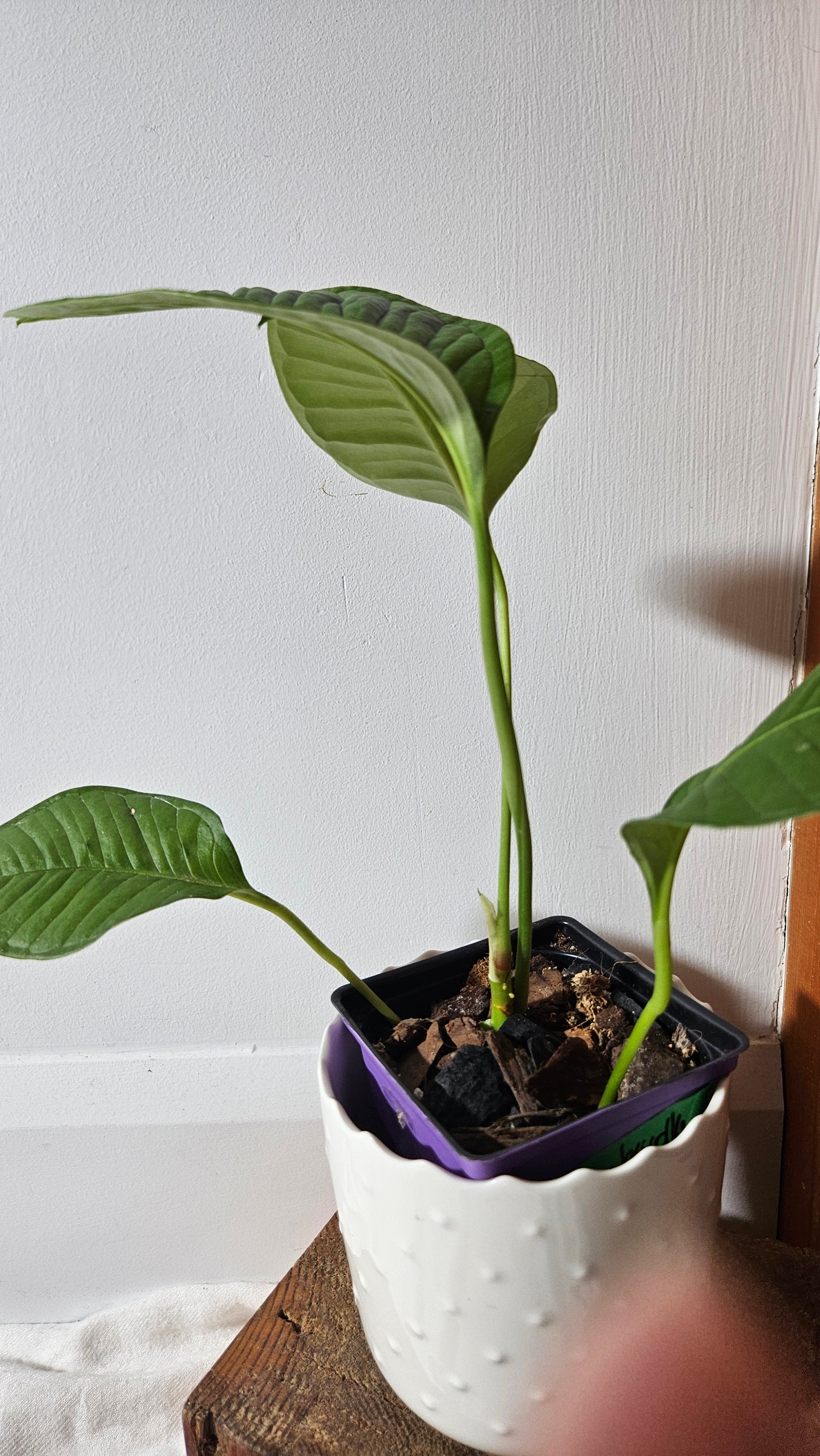 Anthurium Umbricola "format MOYEN" (ANT-385)