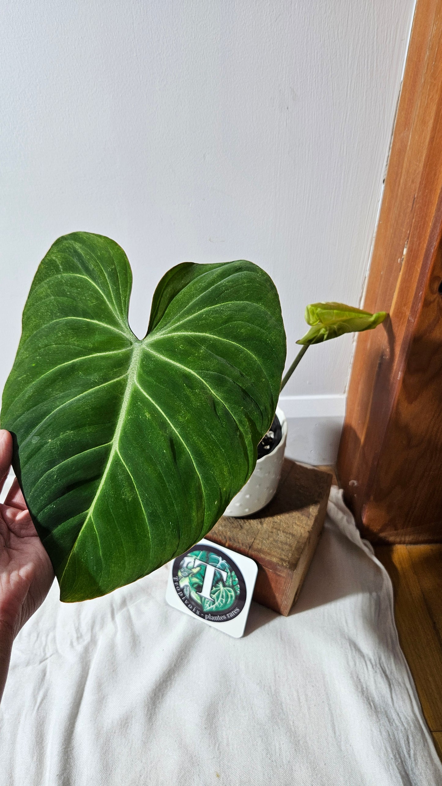 Philodendron Gloriosum (PHI-924)