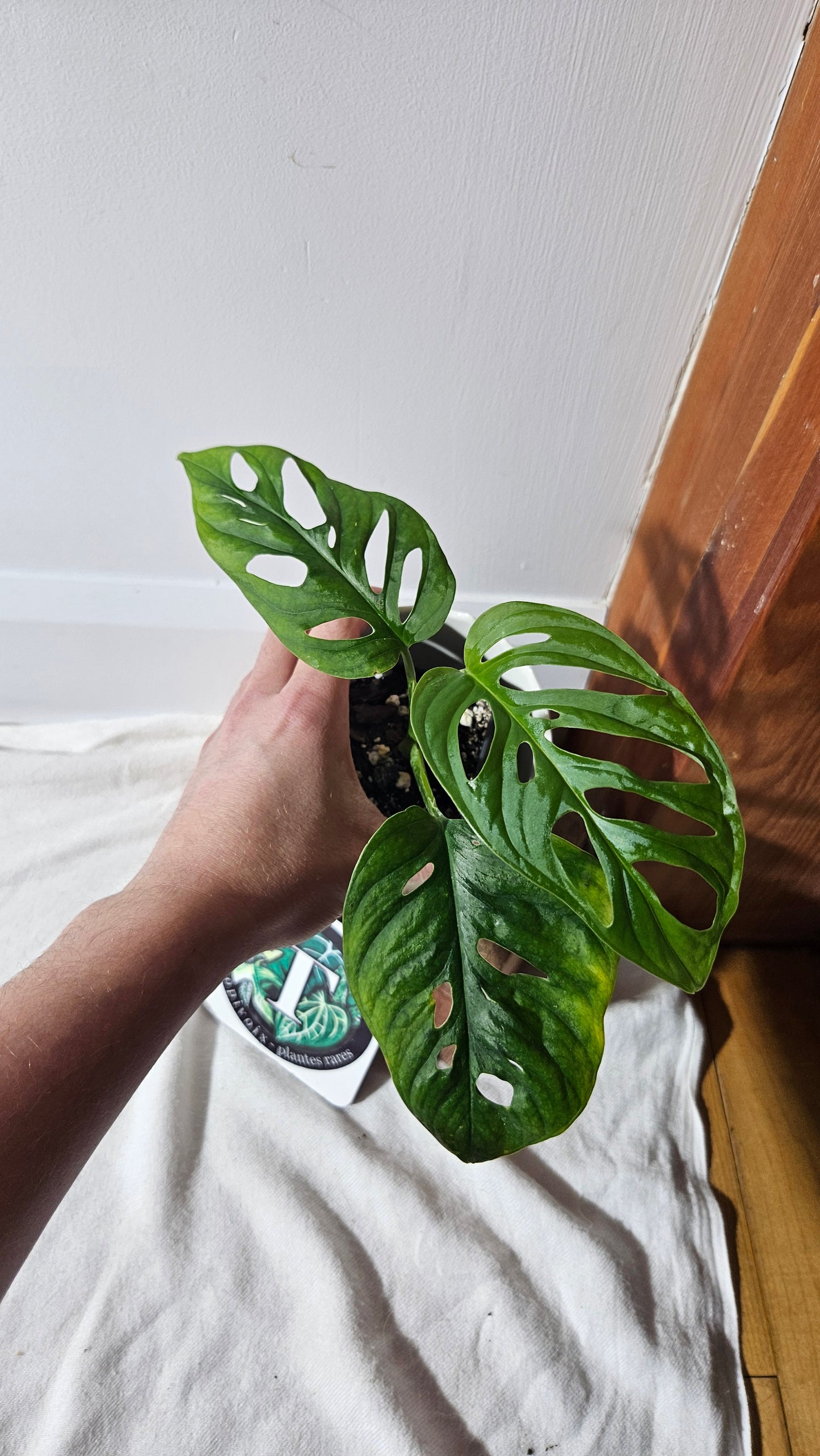 Monstera Laniata (MON-400)