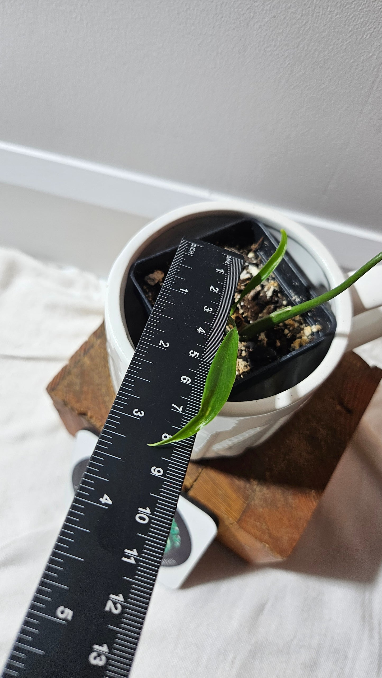 Philodendron Holtonianum Super Narrow (PHI-648)