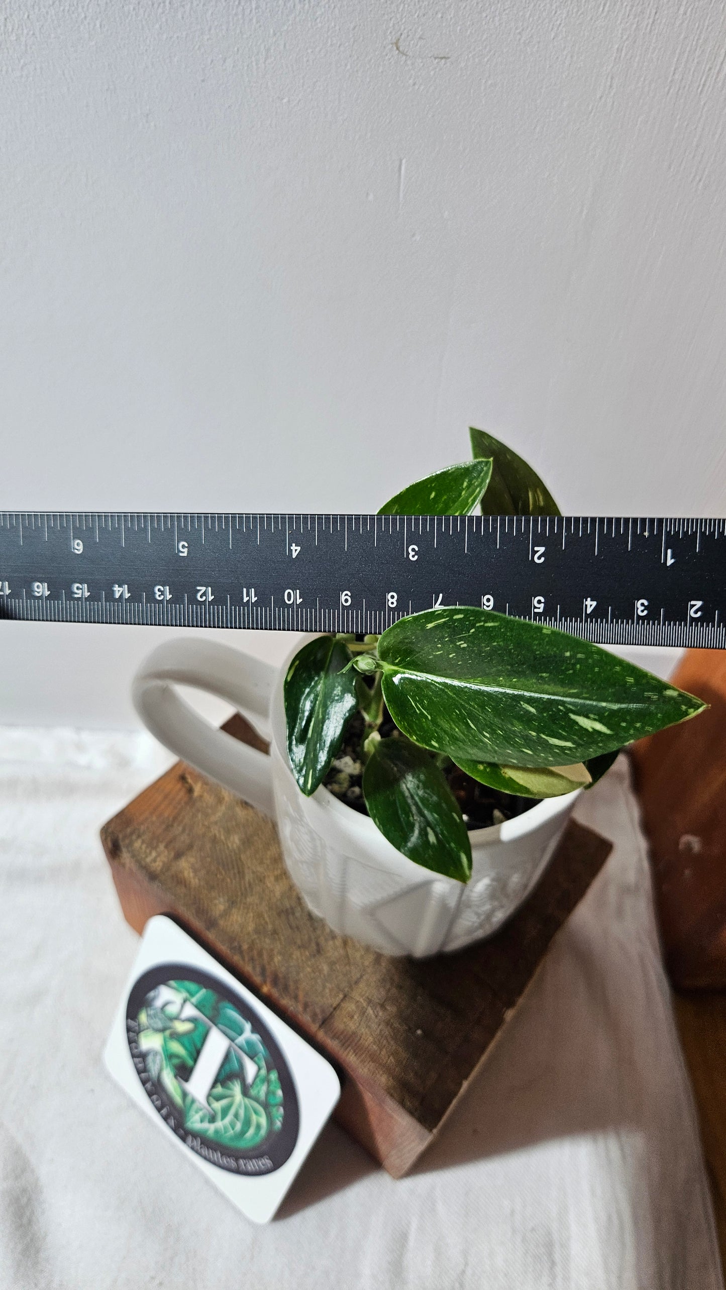Monstera Standleyana Albo (MON-463)
