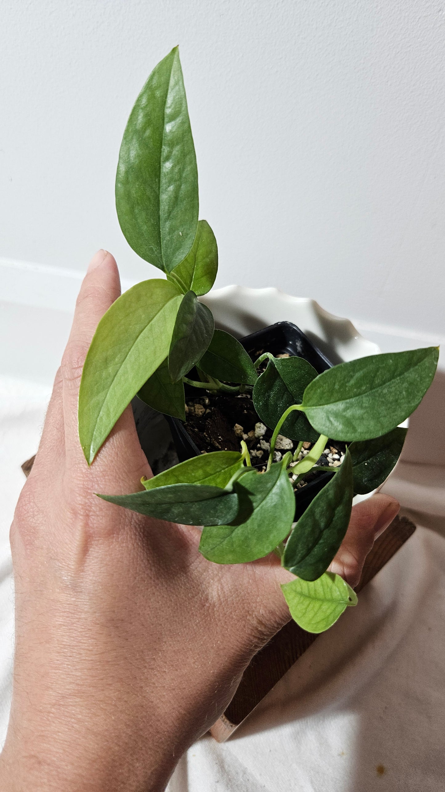 Epipremnum Cebu blue (EPI-173)