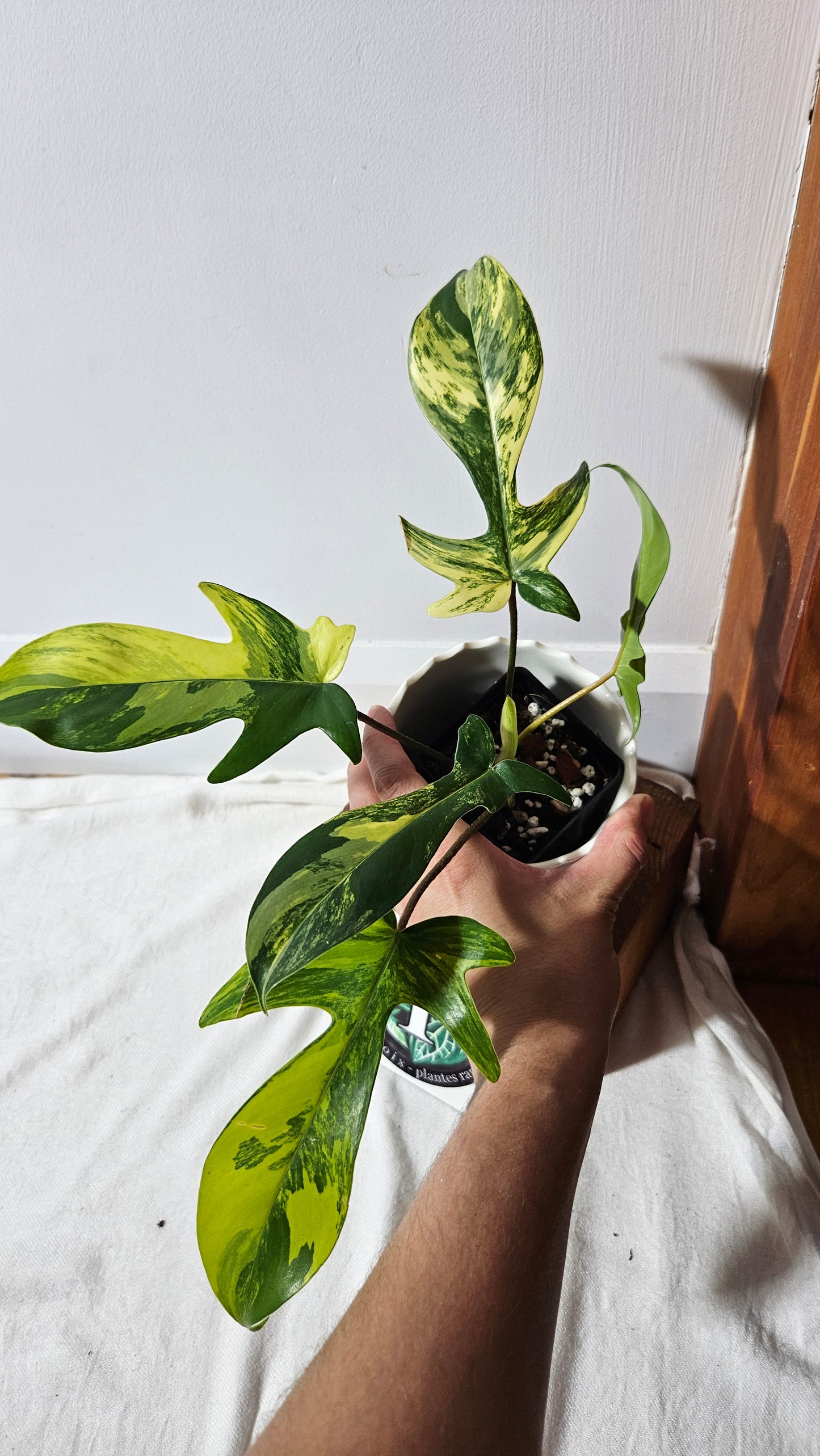 Philodendron Florida Beauty (PHI-817)