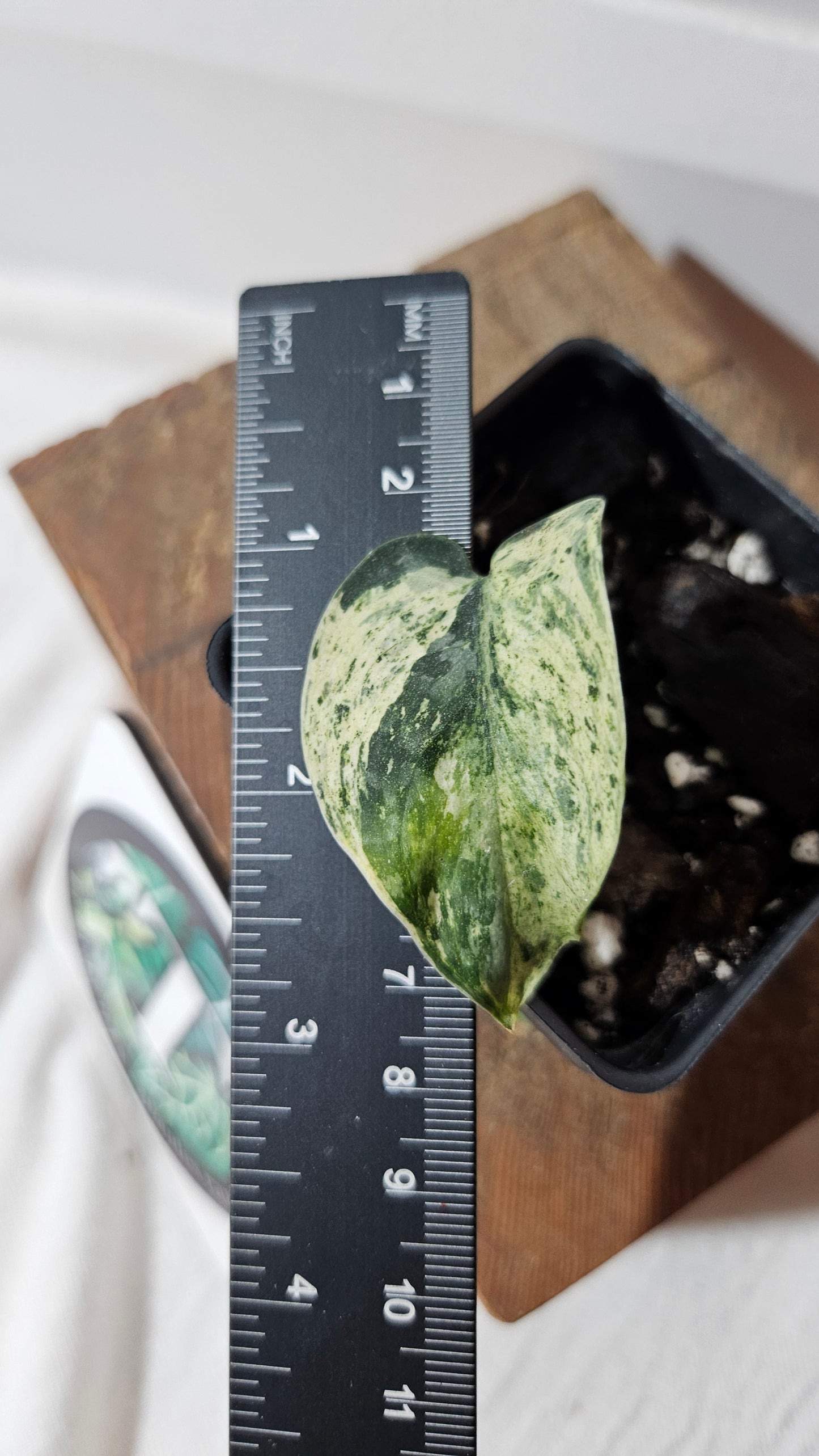 Scindapsus Silver Cloud mutation (SCI-1000)