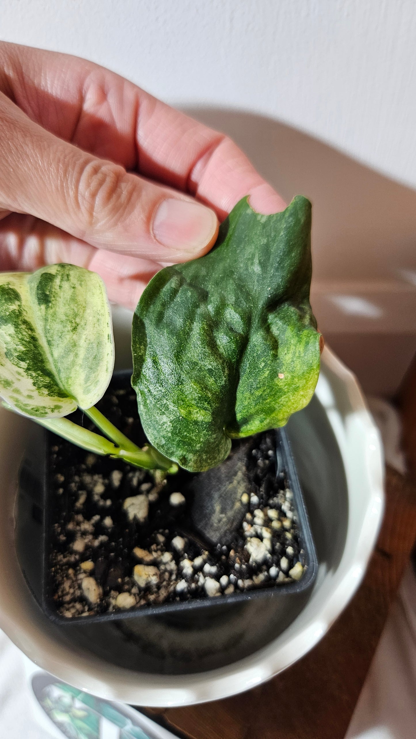 Scindapsus Dark Splash Variegata (SCI-1038)