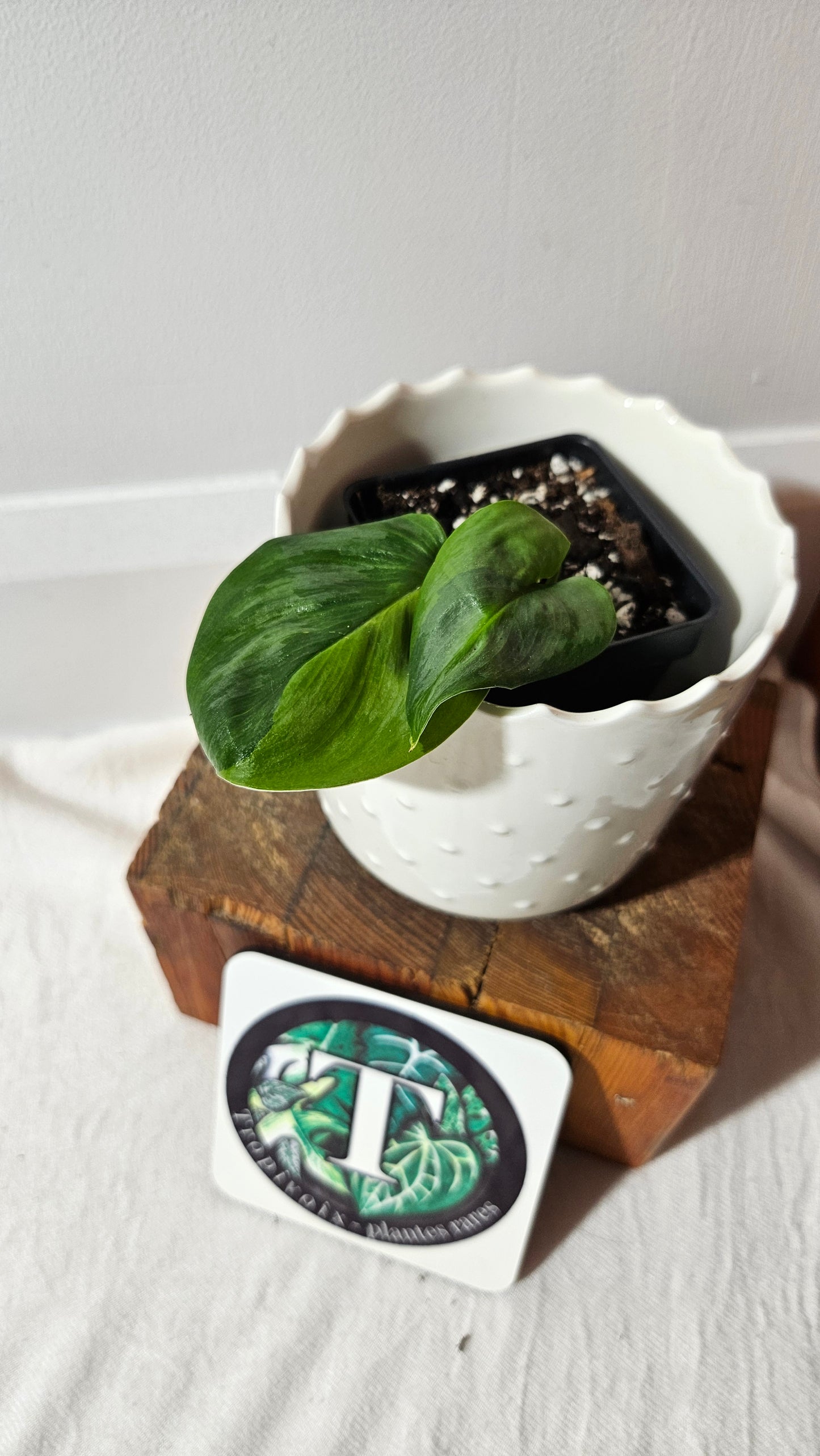 Scindapsus Treubii Moonlight "Green on green" (SCI-982)