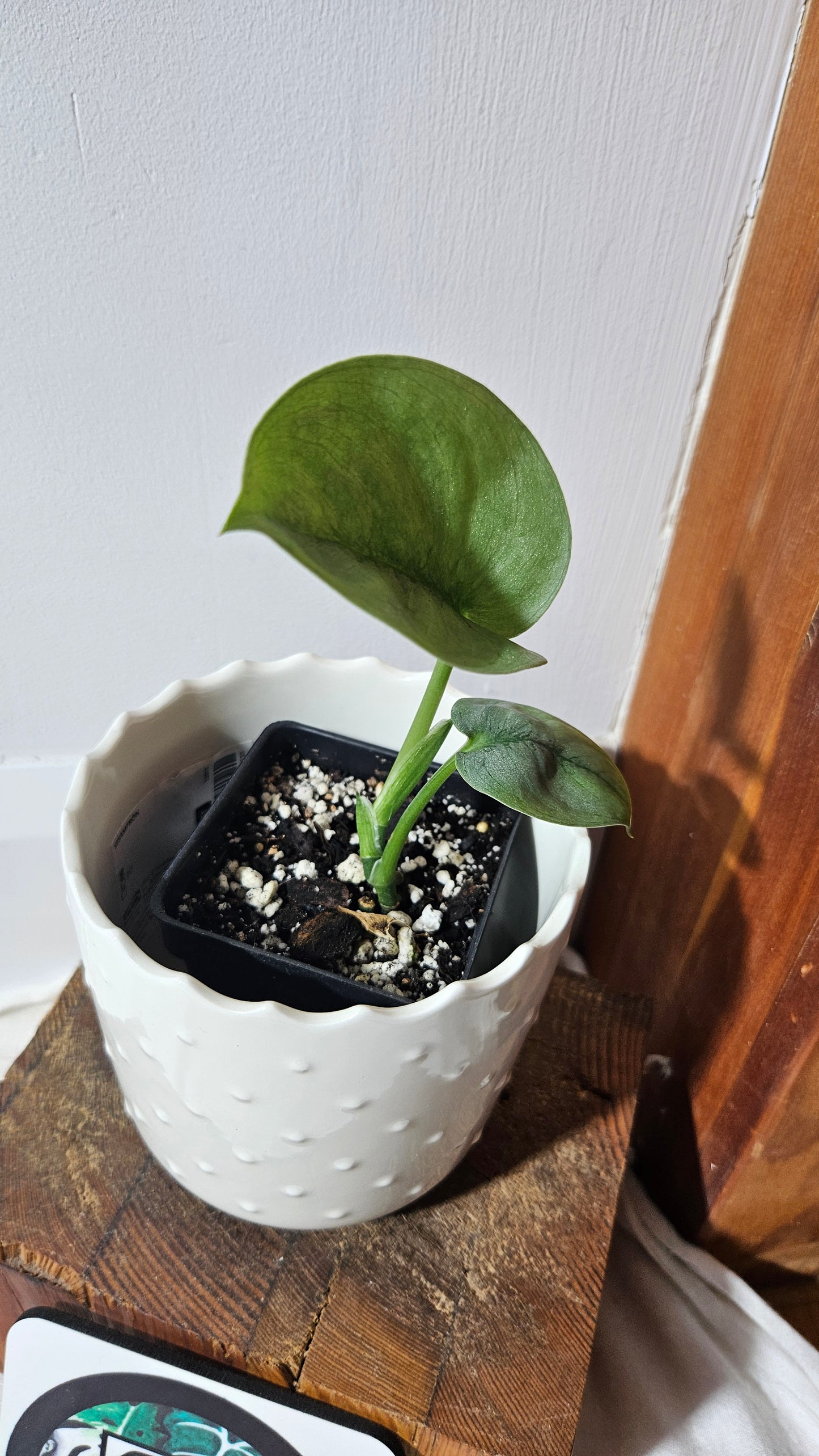 Scindapsus Silver Lava (SCI-1023)