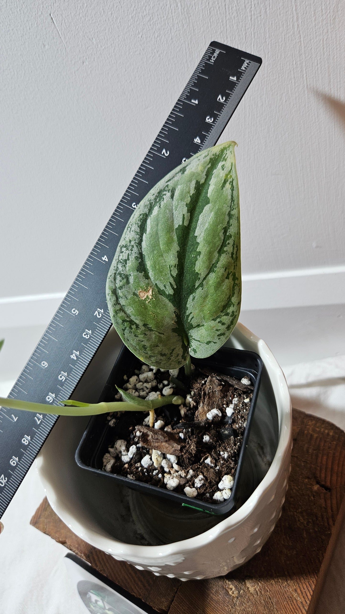Scindapsus Tricolore silver Platinum (SCI-1321)