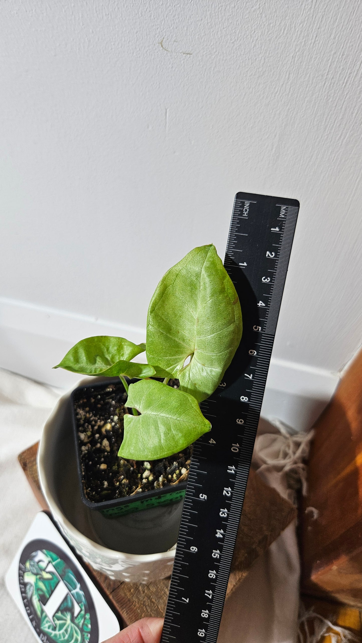 Syngonium Milk Confetti (SYN-388)