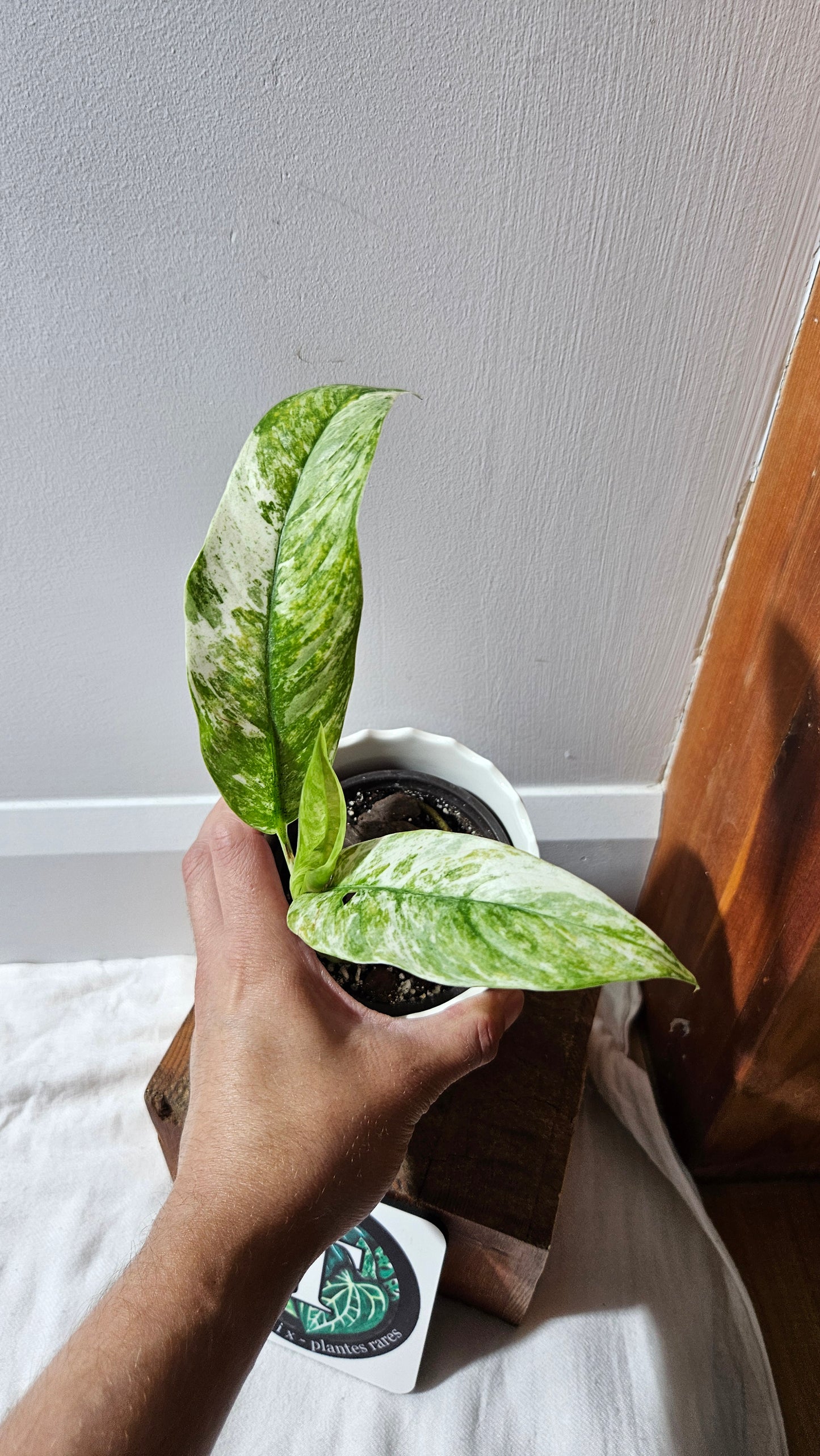 Rhaphidophora Masuwa Variegata (AUT-075)