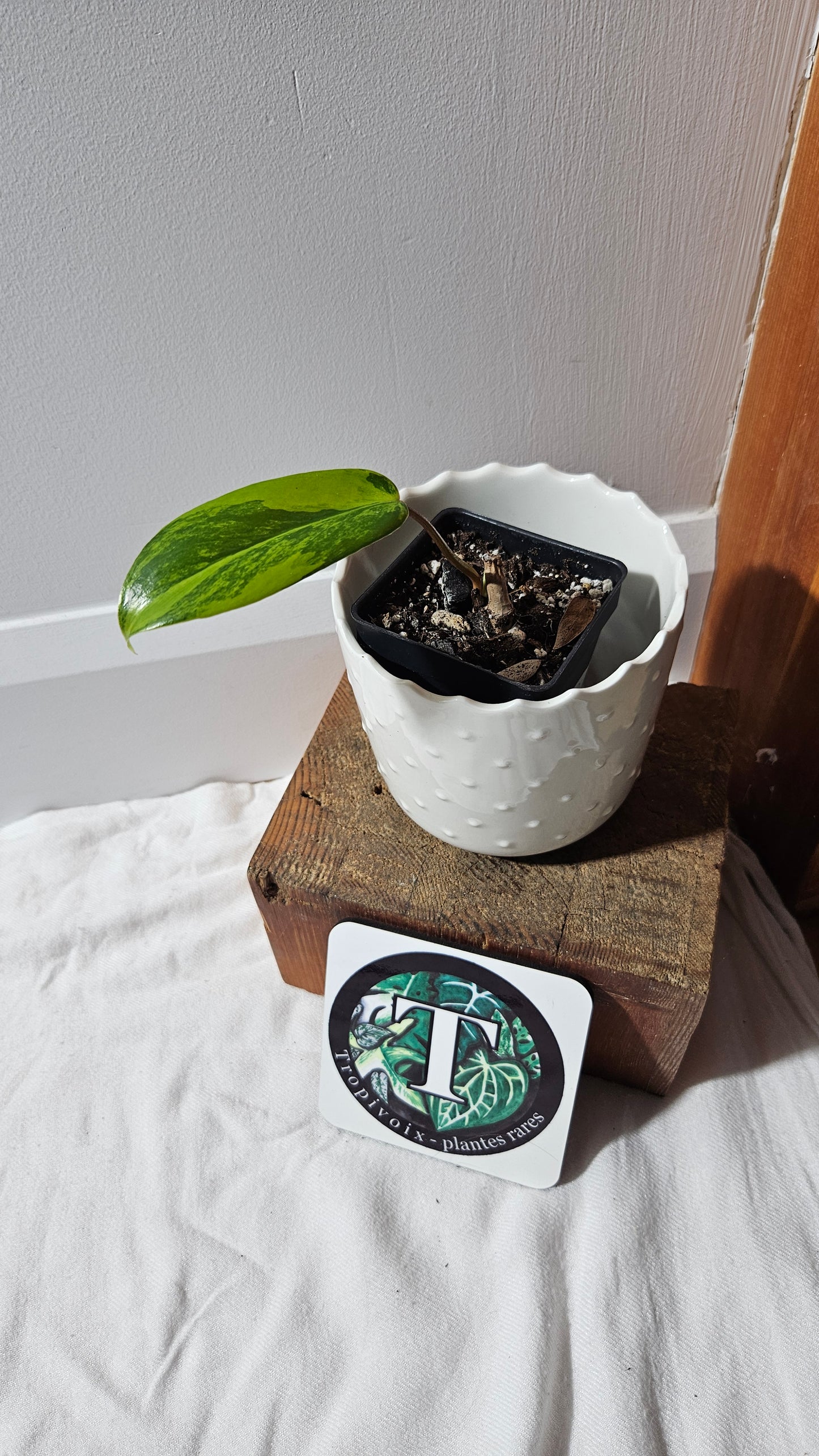 Philodendron Florida Beauty (PHI-877)