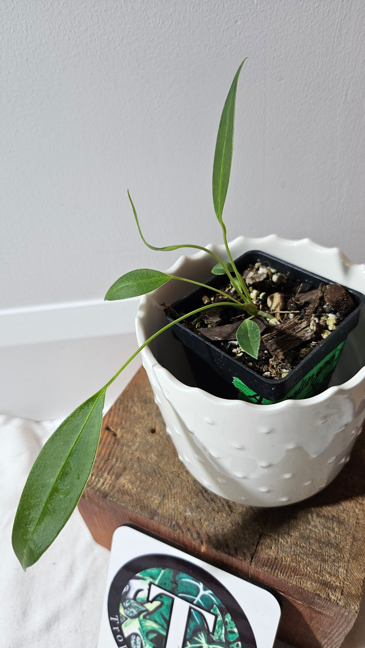 Anthurium Wendlingeri Aff "format PETIT" (ANT-536)