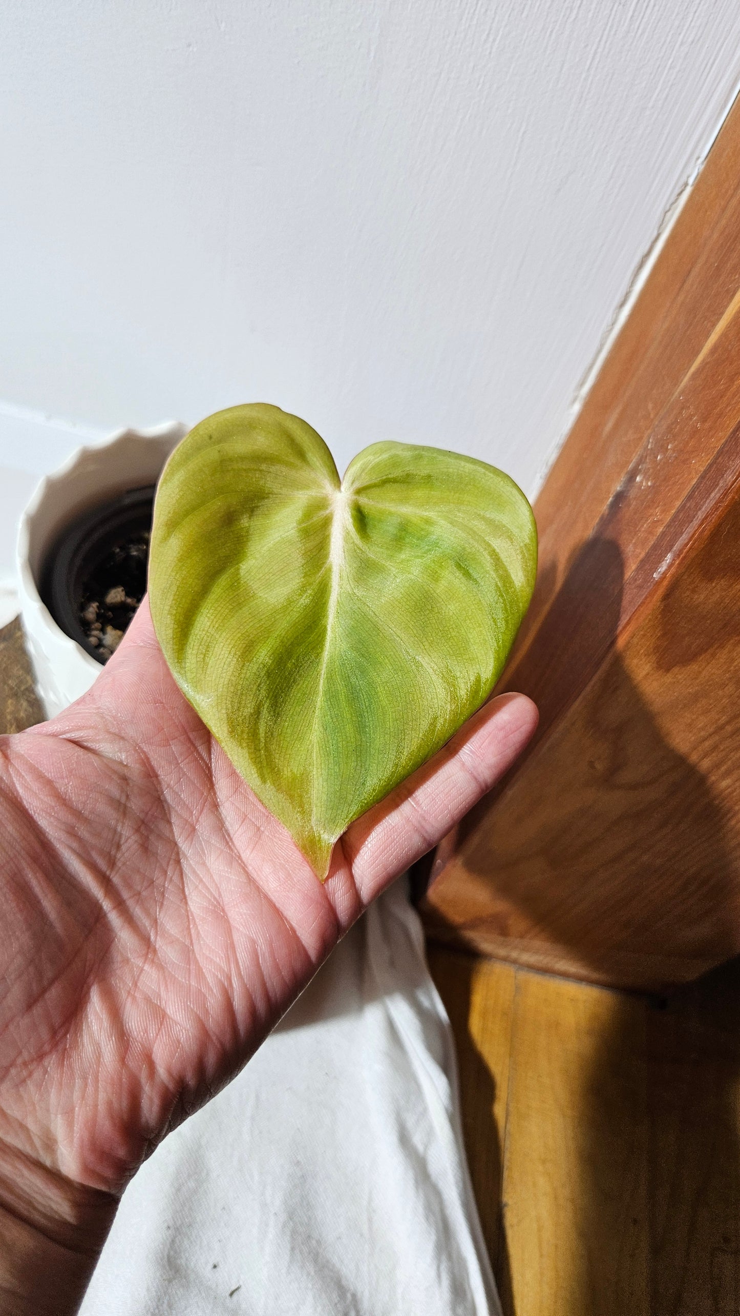 Philodendron Dean McDowell (PHI-829)