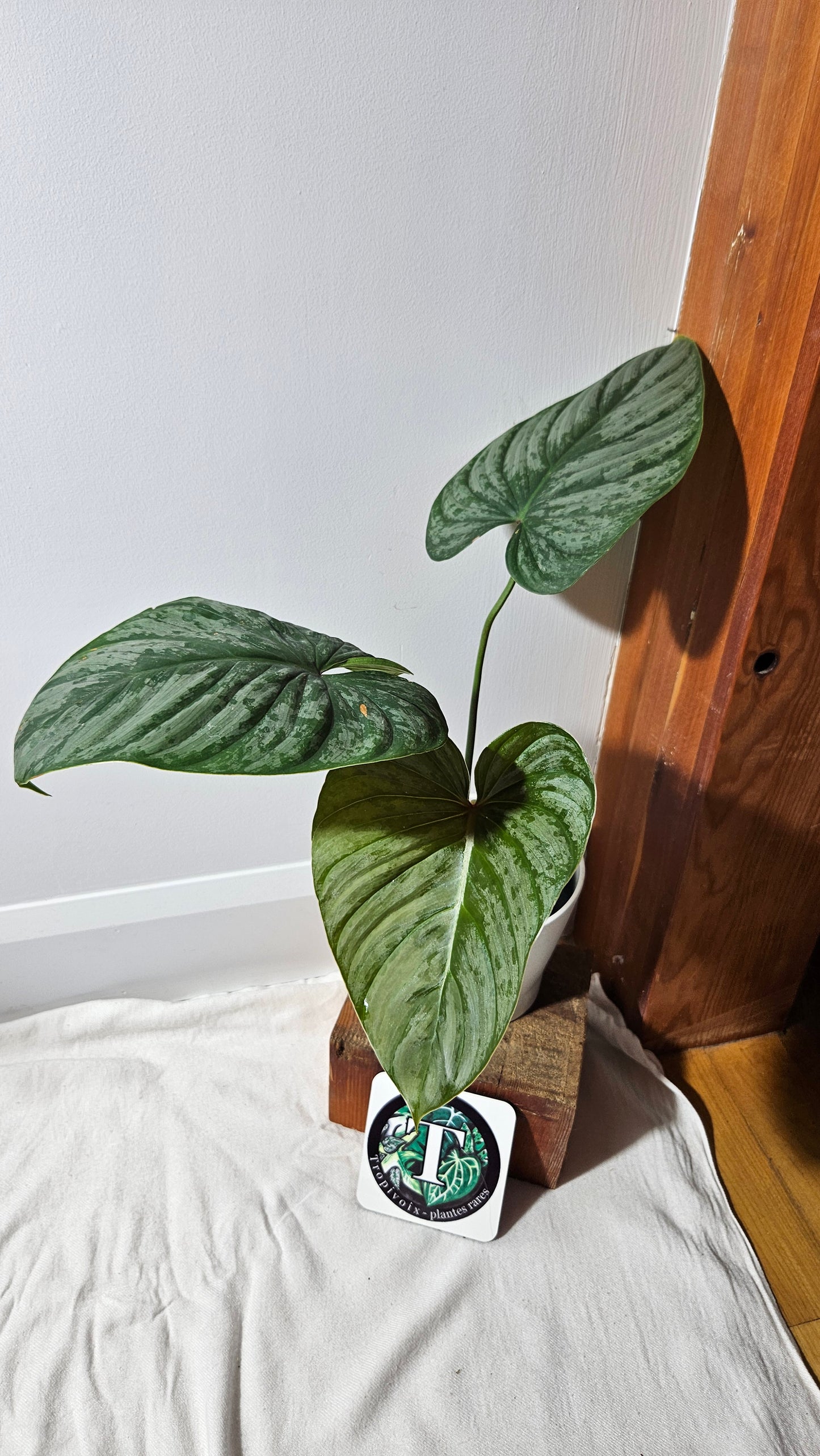 Philodendron Mamei X Lynamii (PHI-937)