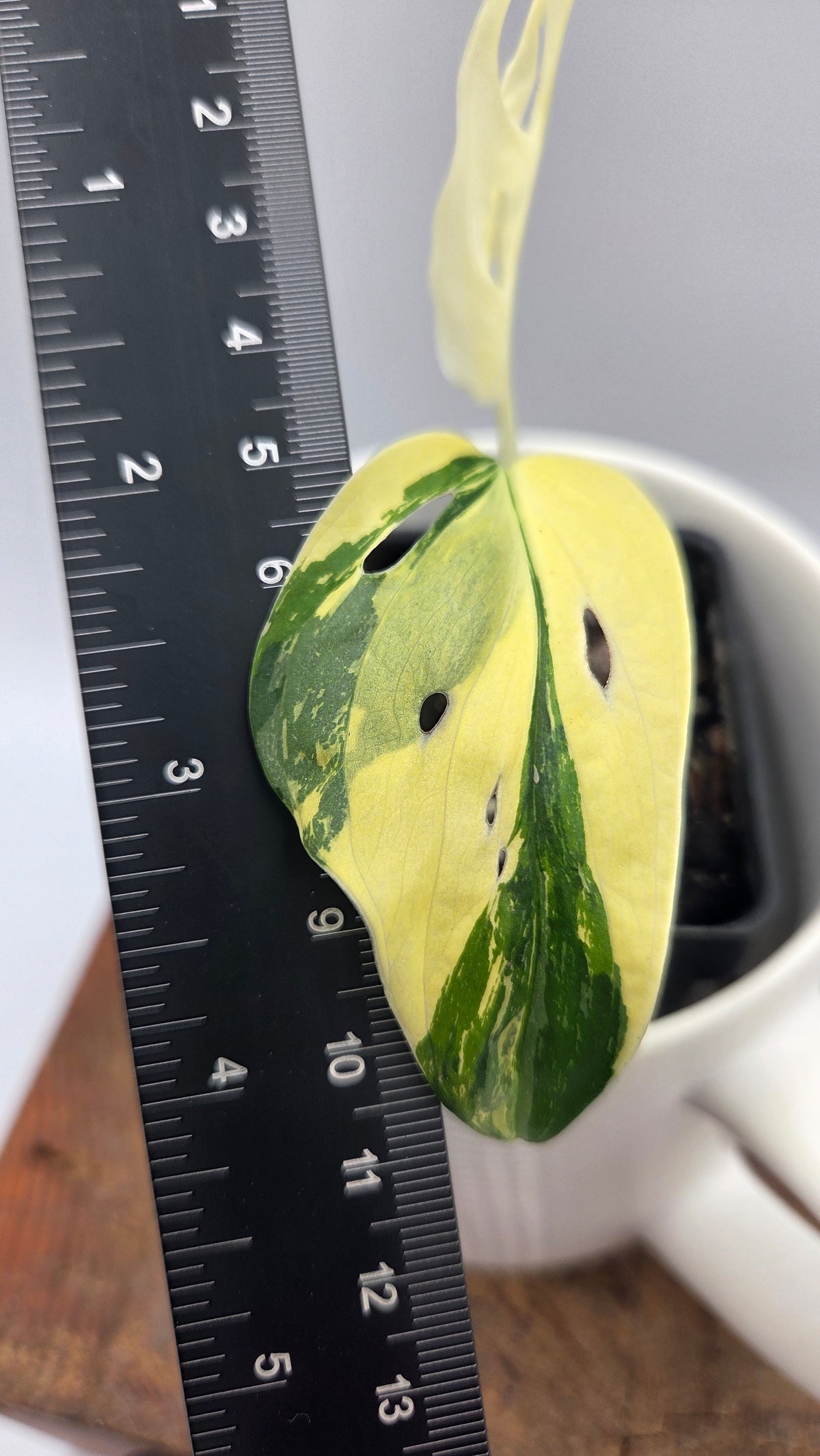 Monstera Andasonii Tricolore (MON-580)