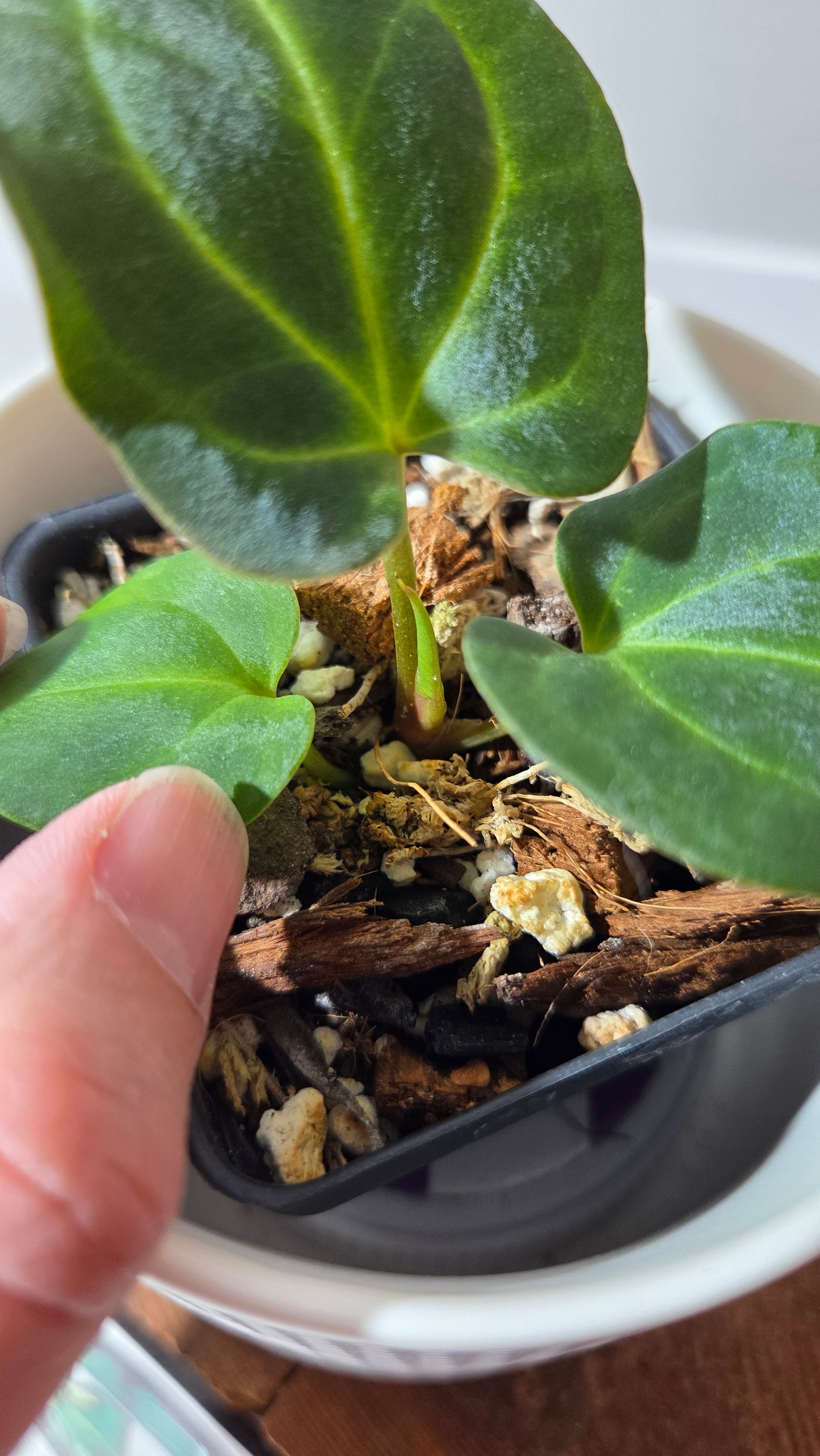 Anthurium Besseae Aff Blue "Format PETIT" (ANT-668)