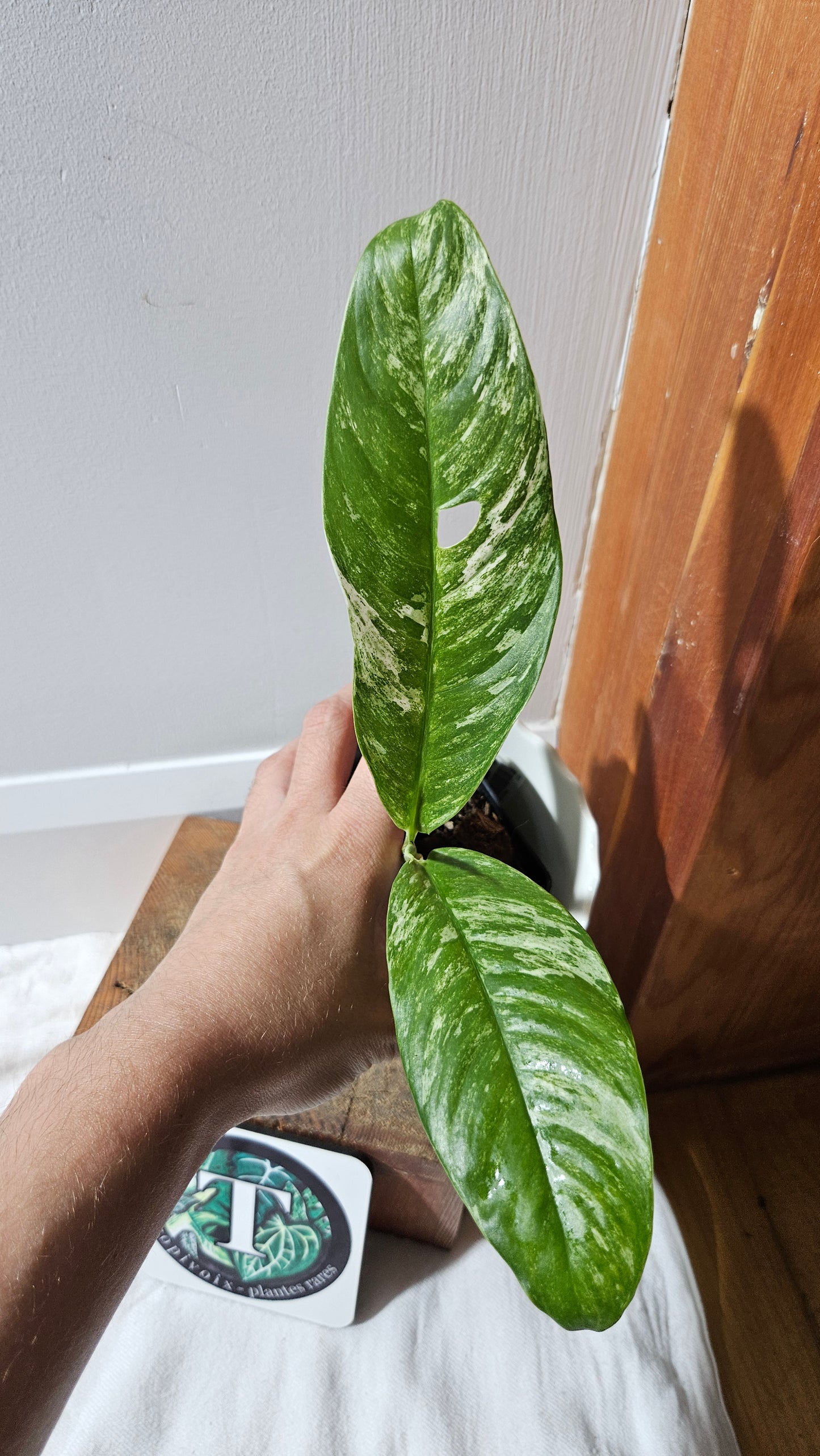 Rhaphidophora Megasperma Variegata (AUT-074)
