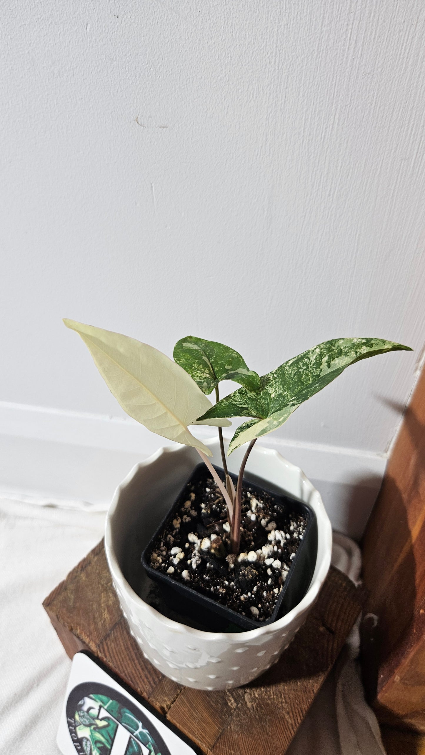 Syngonium Faustina Albo (SYN-348)