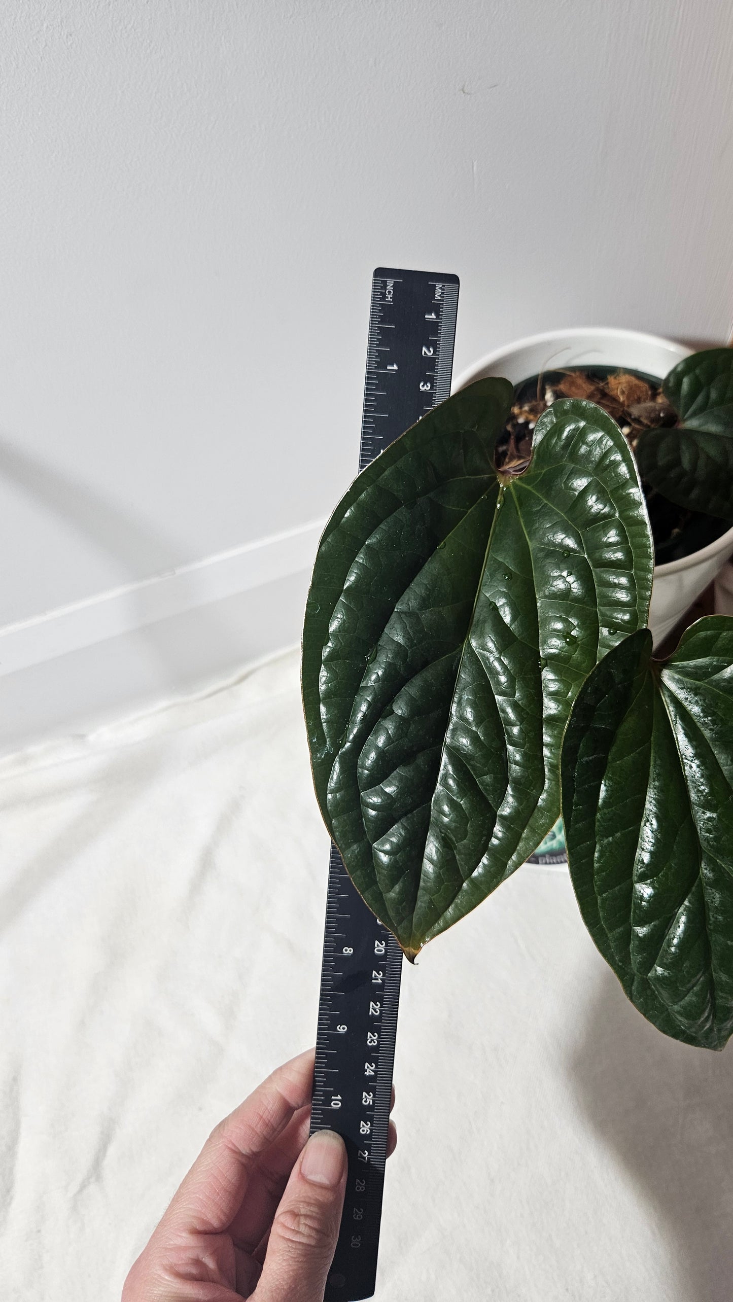 Anthurium Radican (ANT-012)