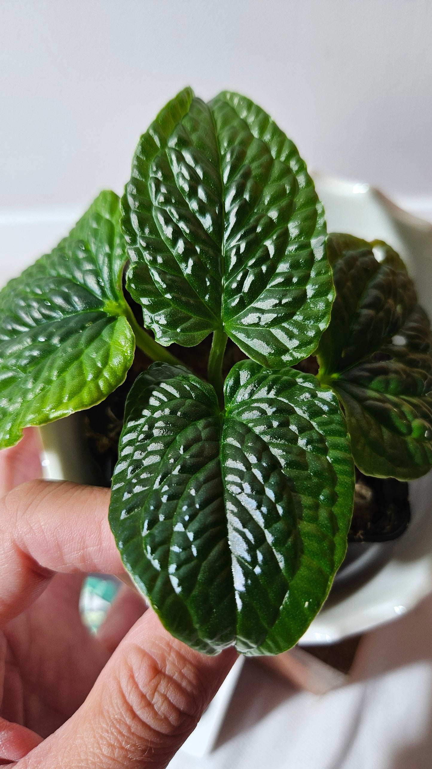 Anthurium Splendidum "format PETIT" (ANT-459)