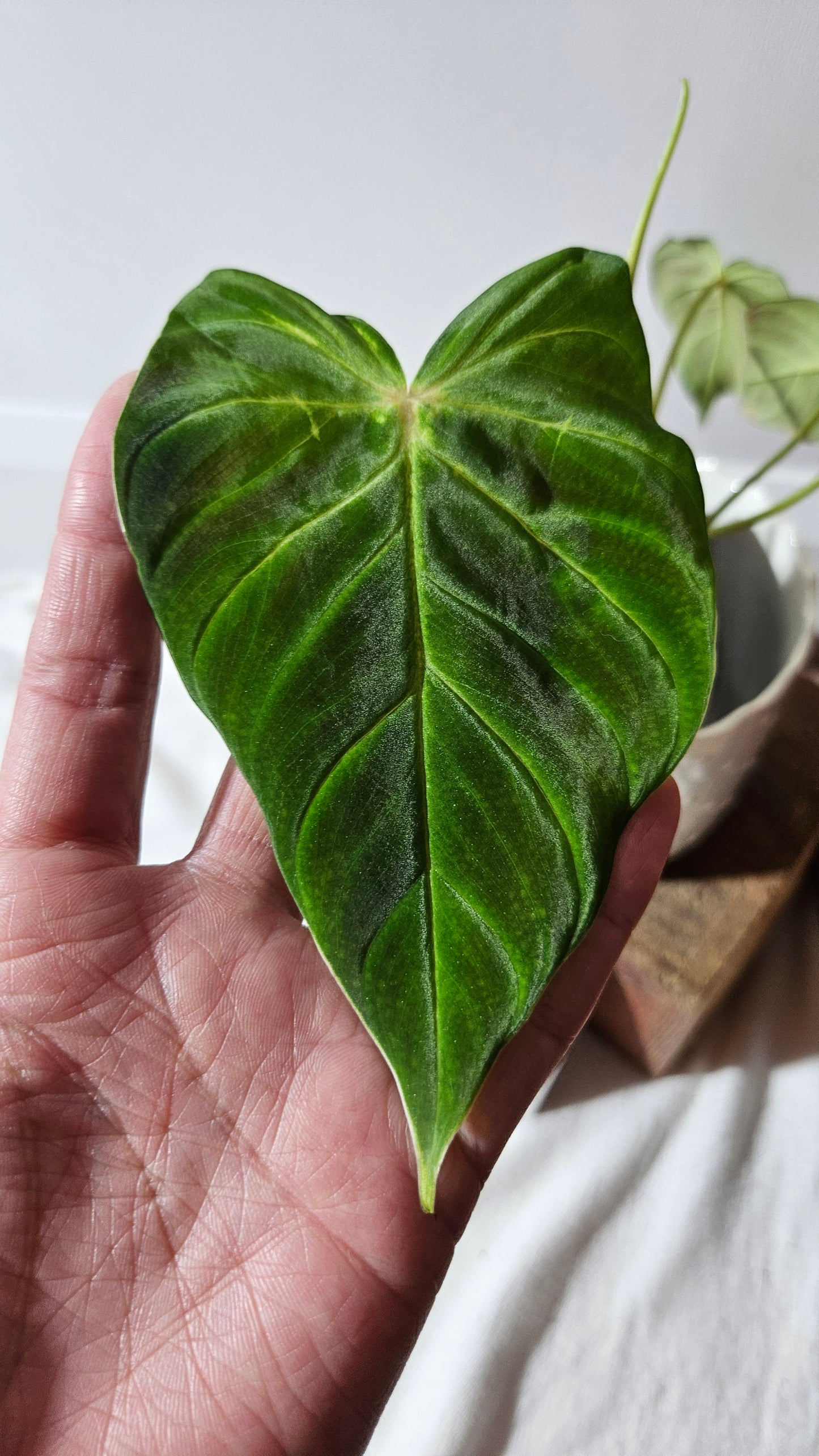 Philodendron Verrucosum Melon (PHI-792)