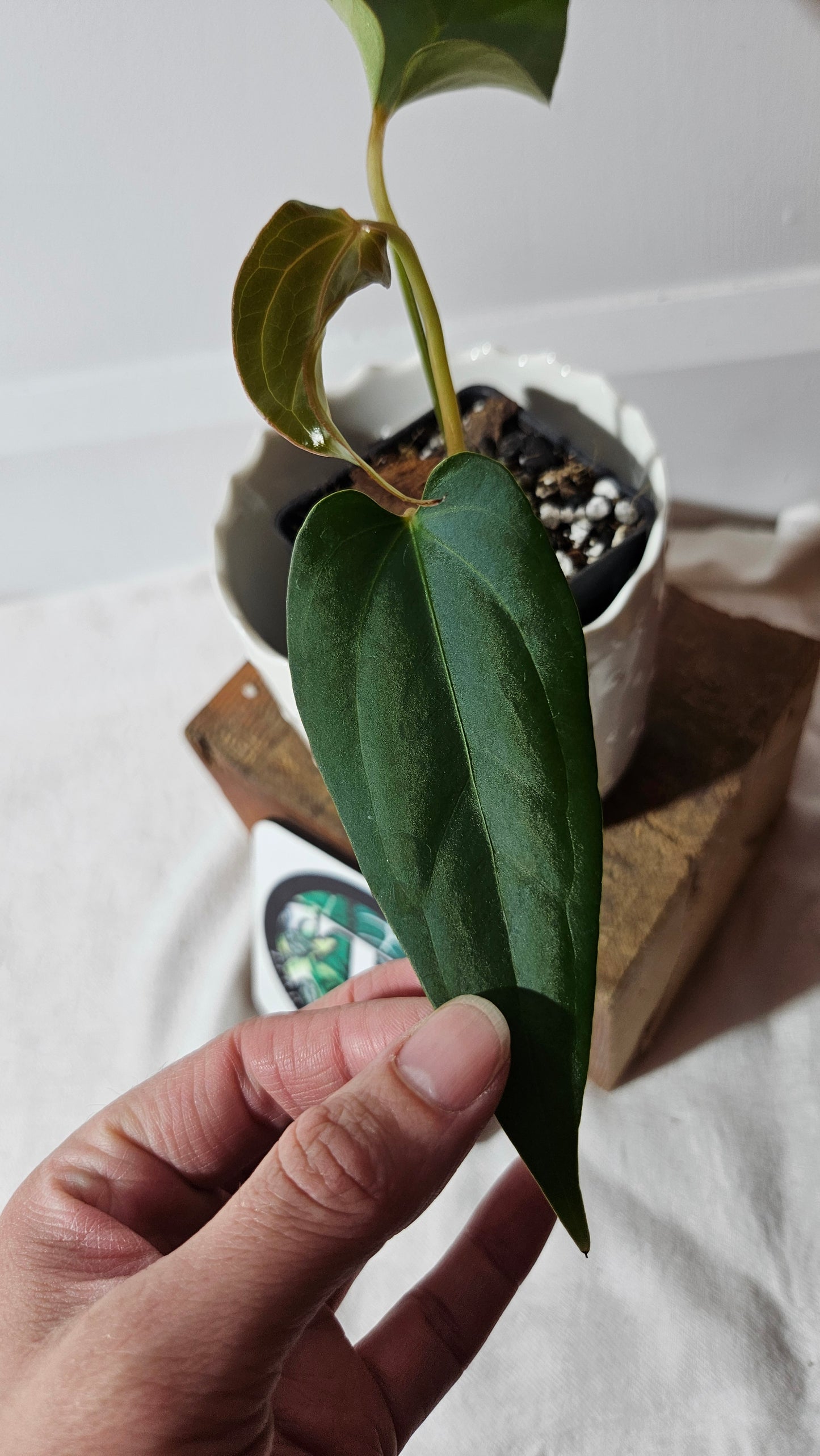 Anthurium Napo X Luxurians "format MOYEN" (ANT-416)