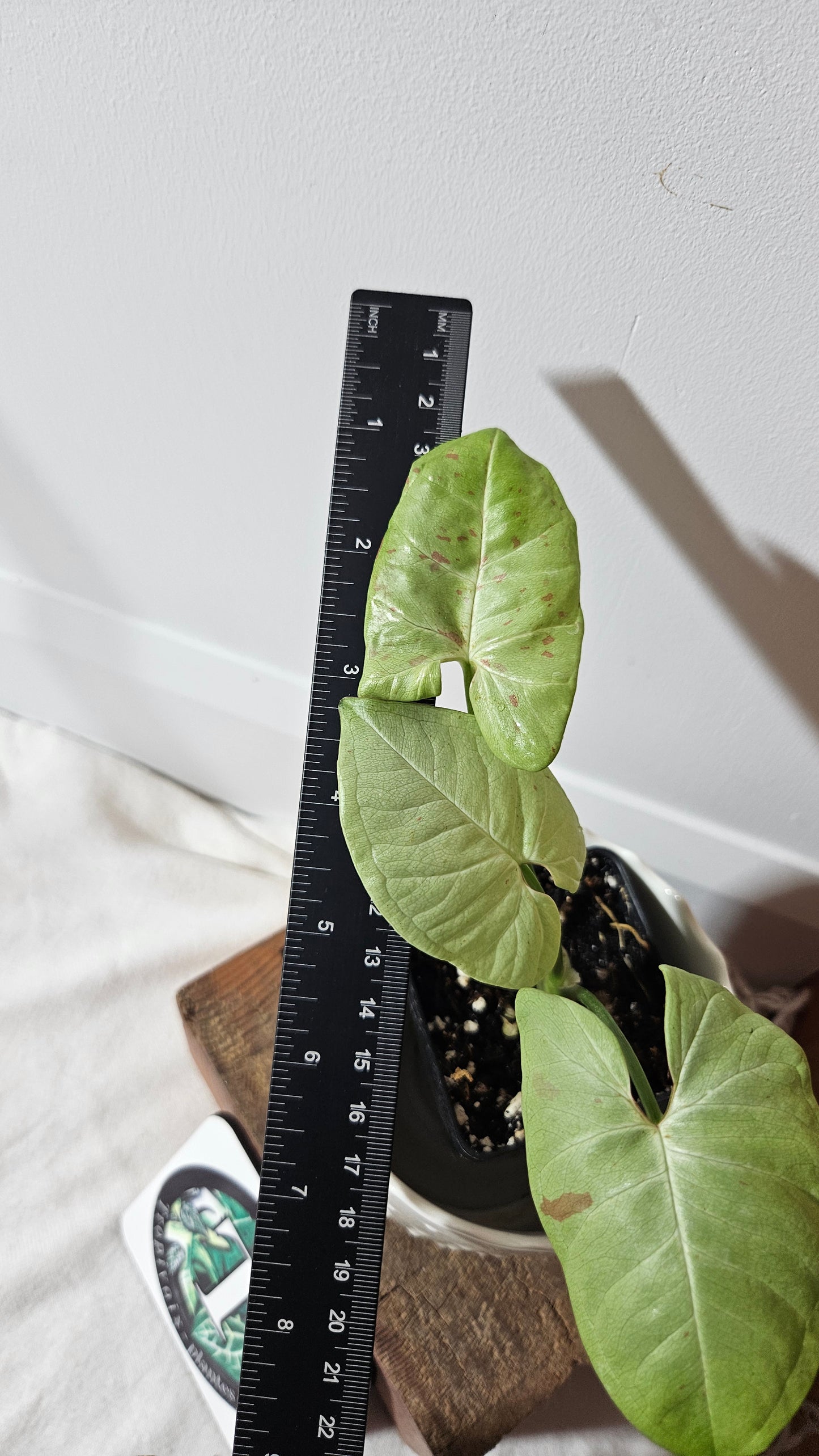 Syngonium Milk Confetti (SYN-390)