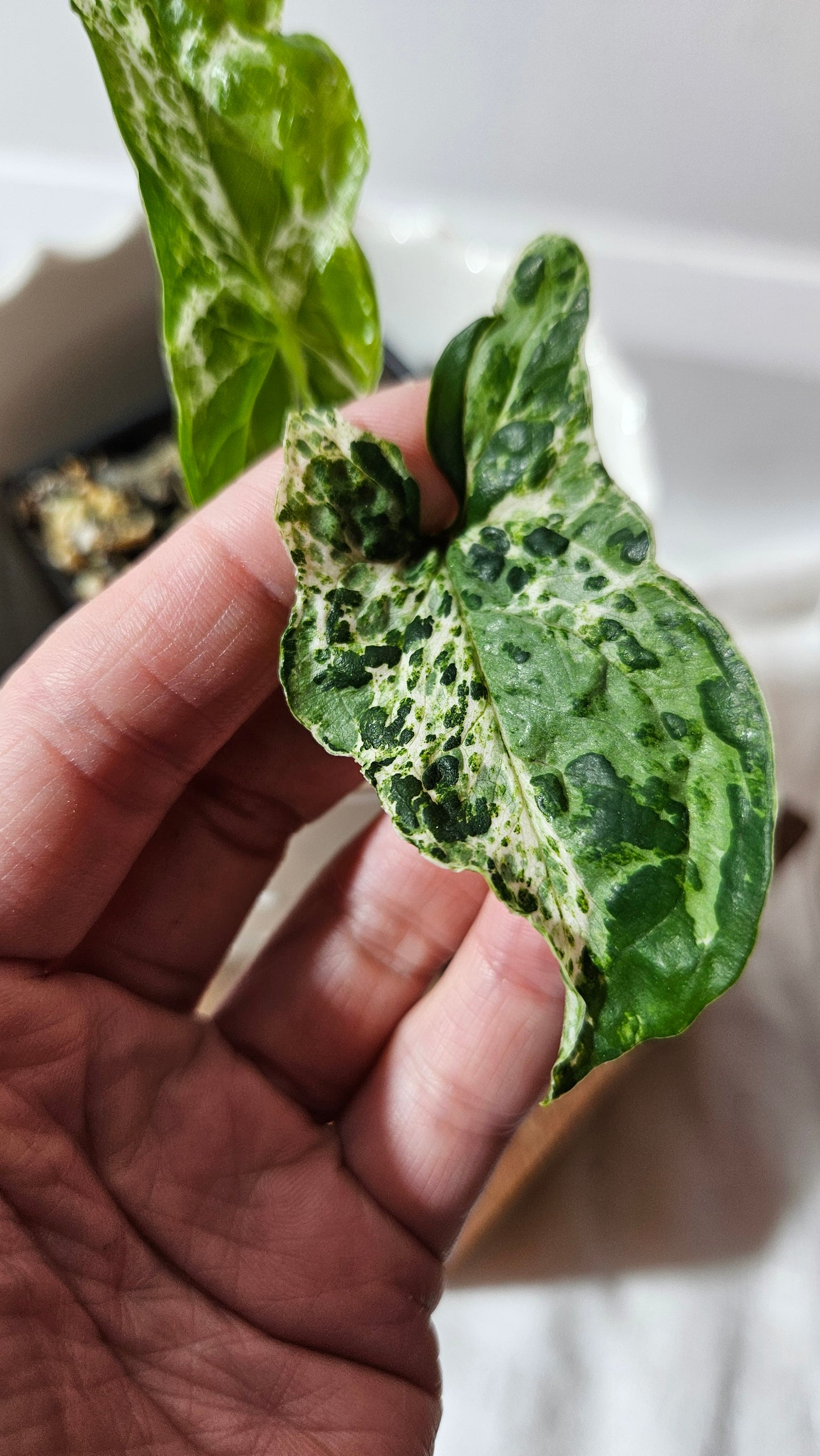 Syngonium Mojito "mottled" (SYN-440)