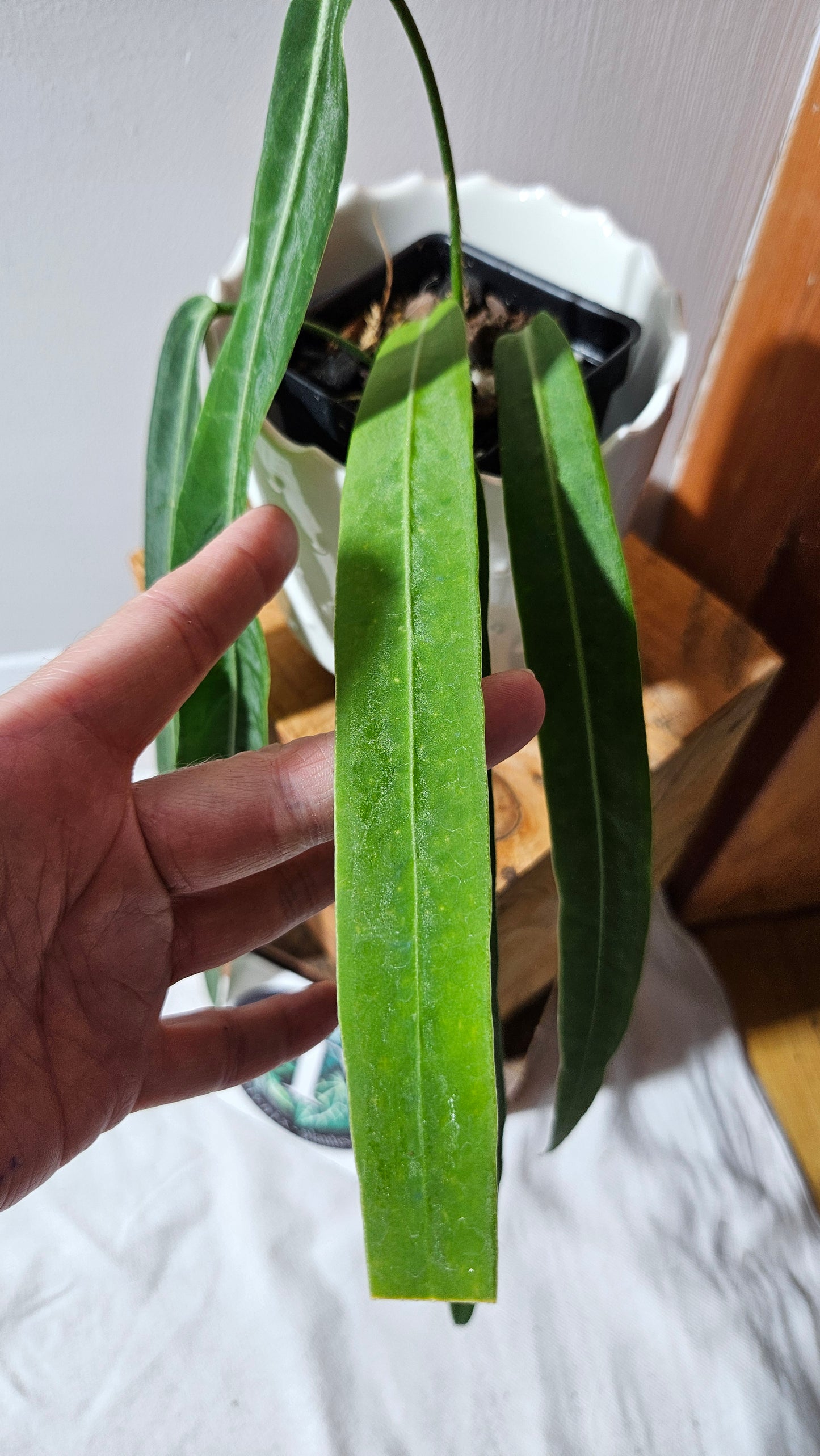 Anthurium Pallidiflorum Narrow "format MOYEN"(ANT-452)