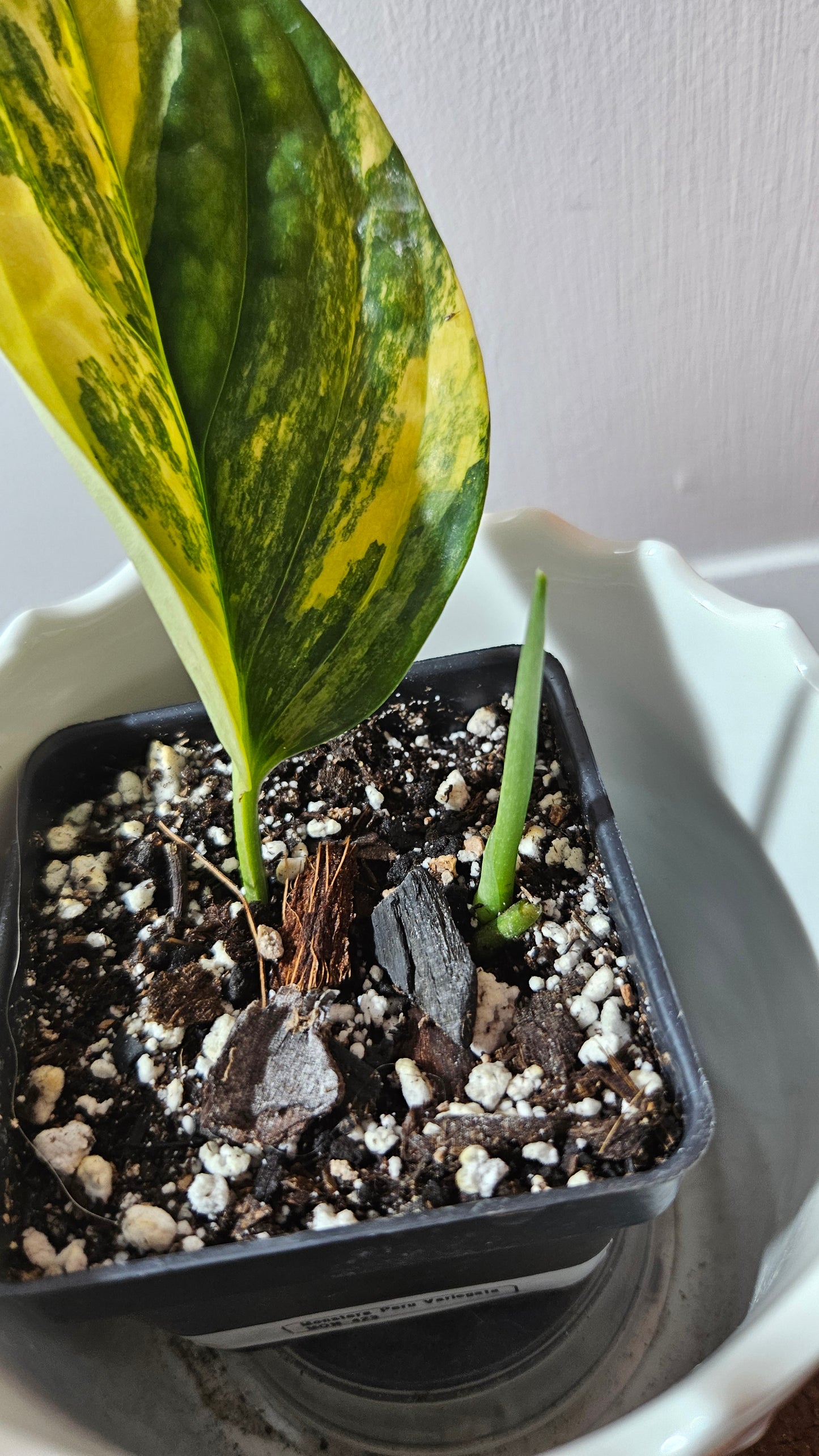 Monstera Karstenianum/Peru Variegata (MON-423)