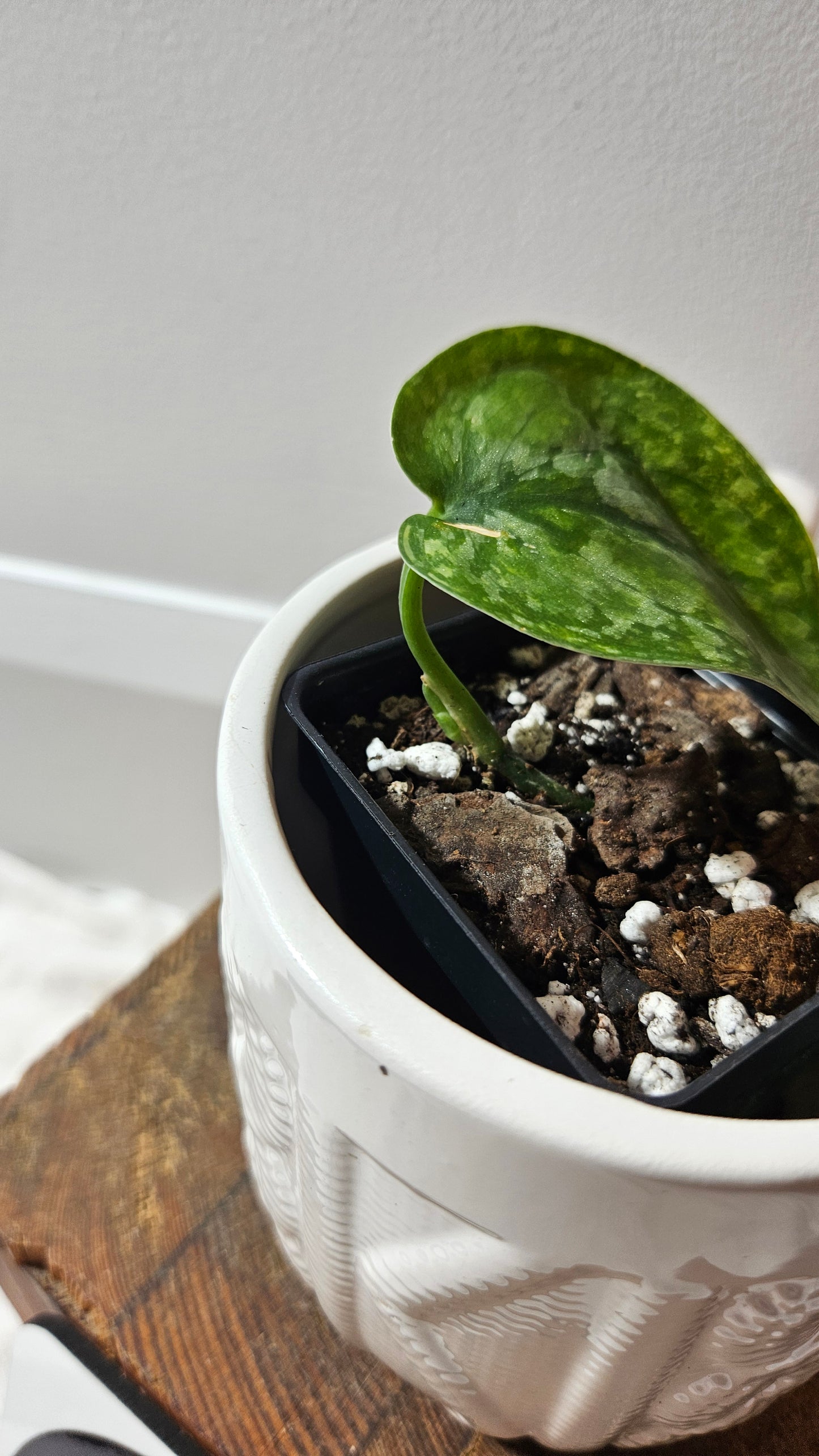 Scindapsus Léopard Variegata (SCI-1194)