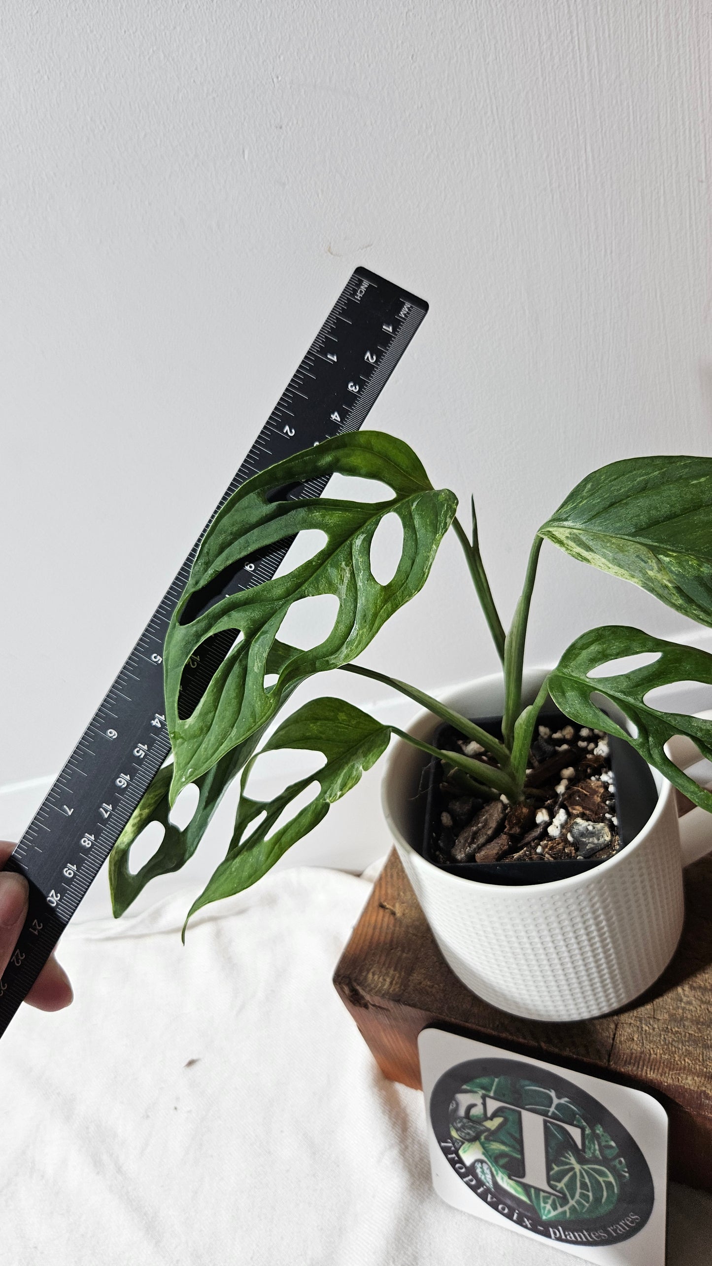Monstera Andasonii Mint/Indo (MON-484)