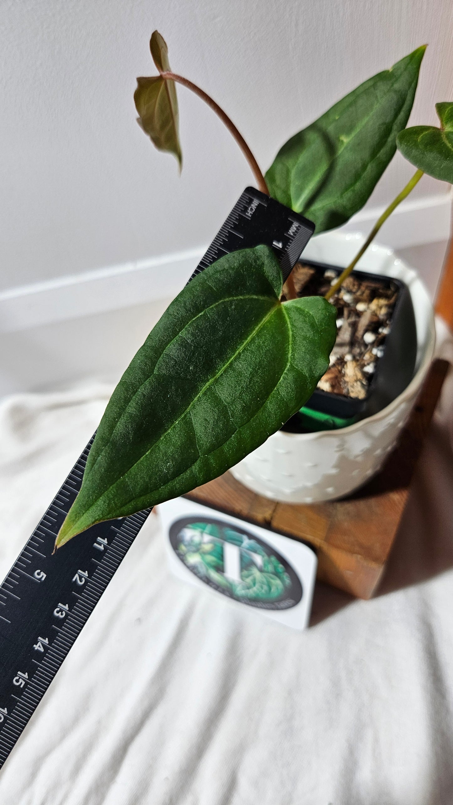 Anthurium Papi Red Sterm X Papi Legend "SMALL/MEDIUM size" (ANT-291)