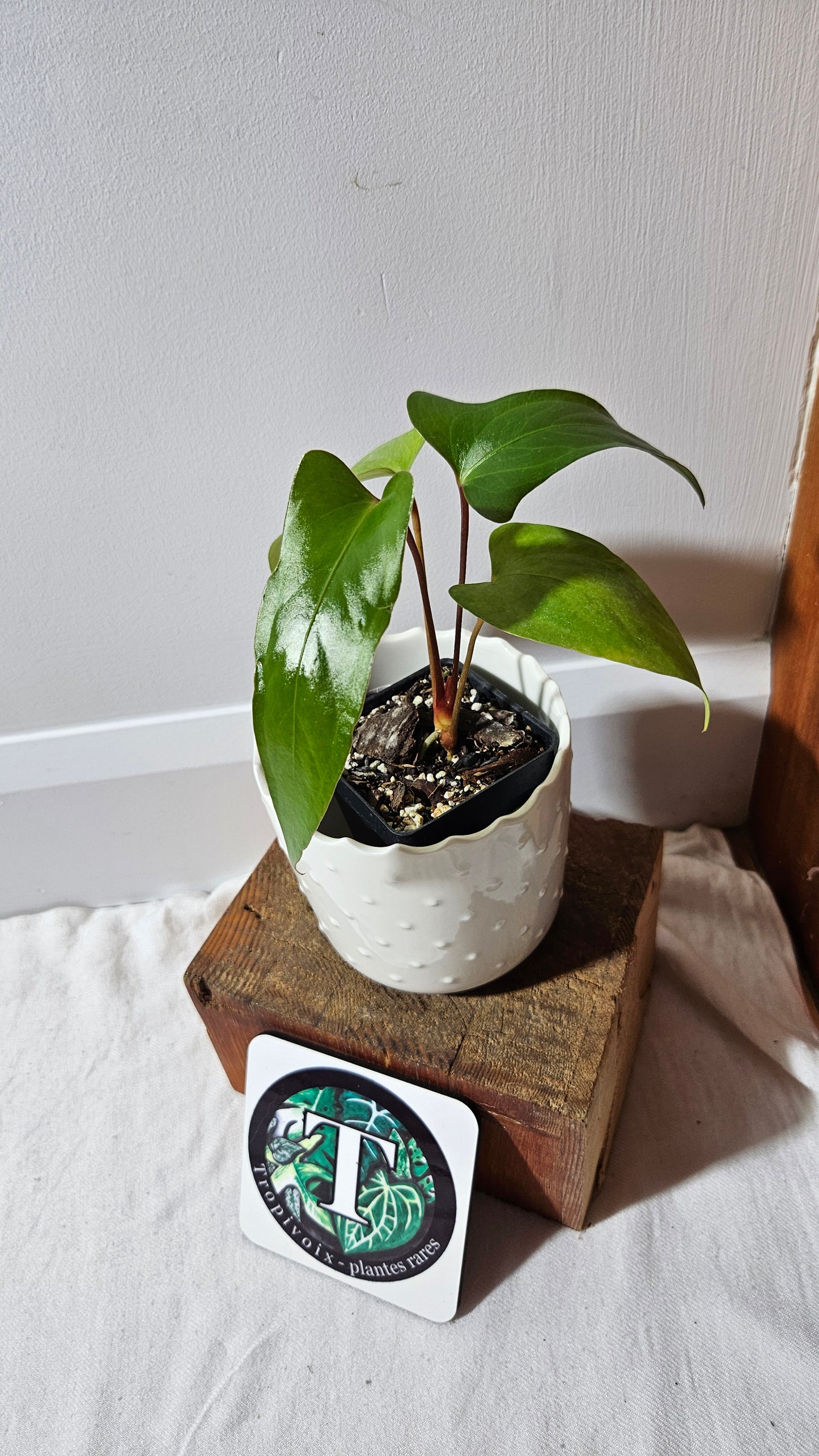 Anthurium Pinkleyi "SEEDLING format" (ANT-189)